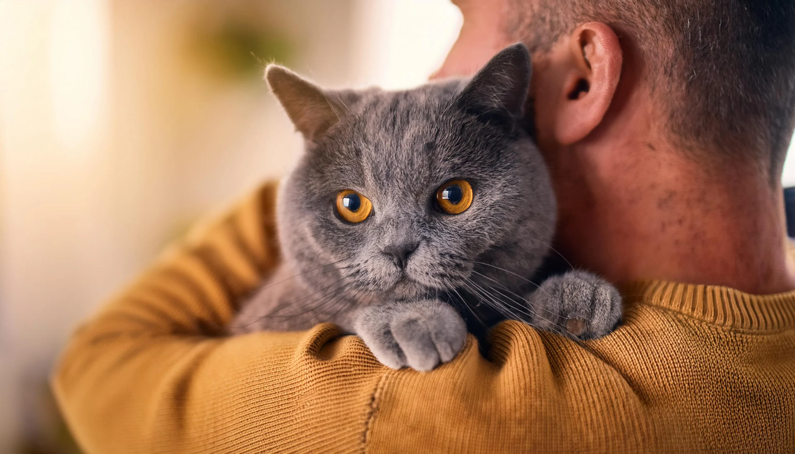 Um companheiro fiel para famílias: o British Shorthair