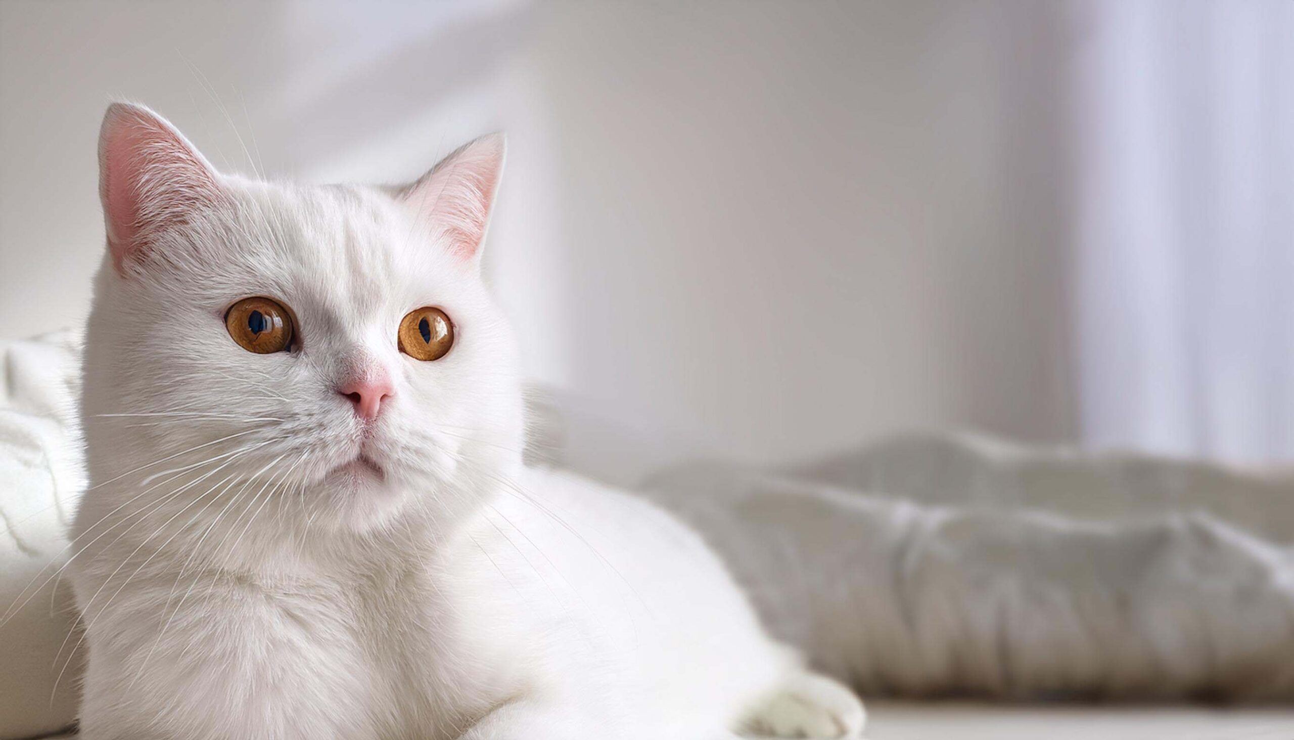 British Shorthair branco em ambiente claro