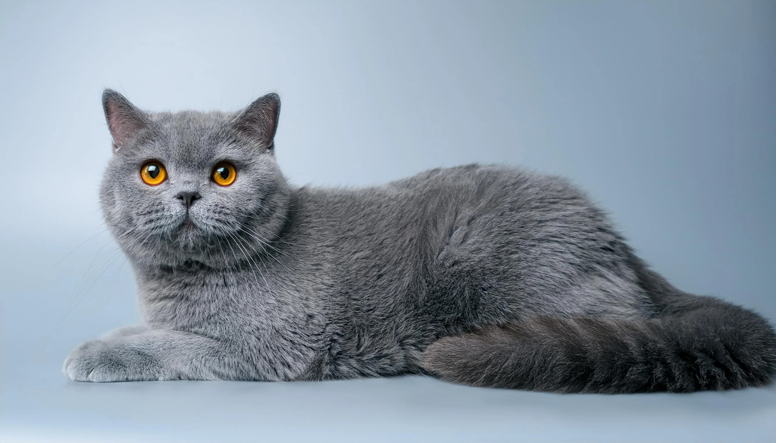 Exemplo de British Shorthair azul