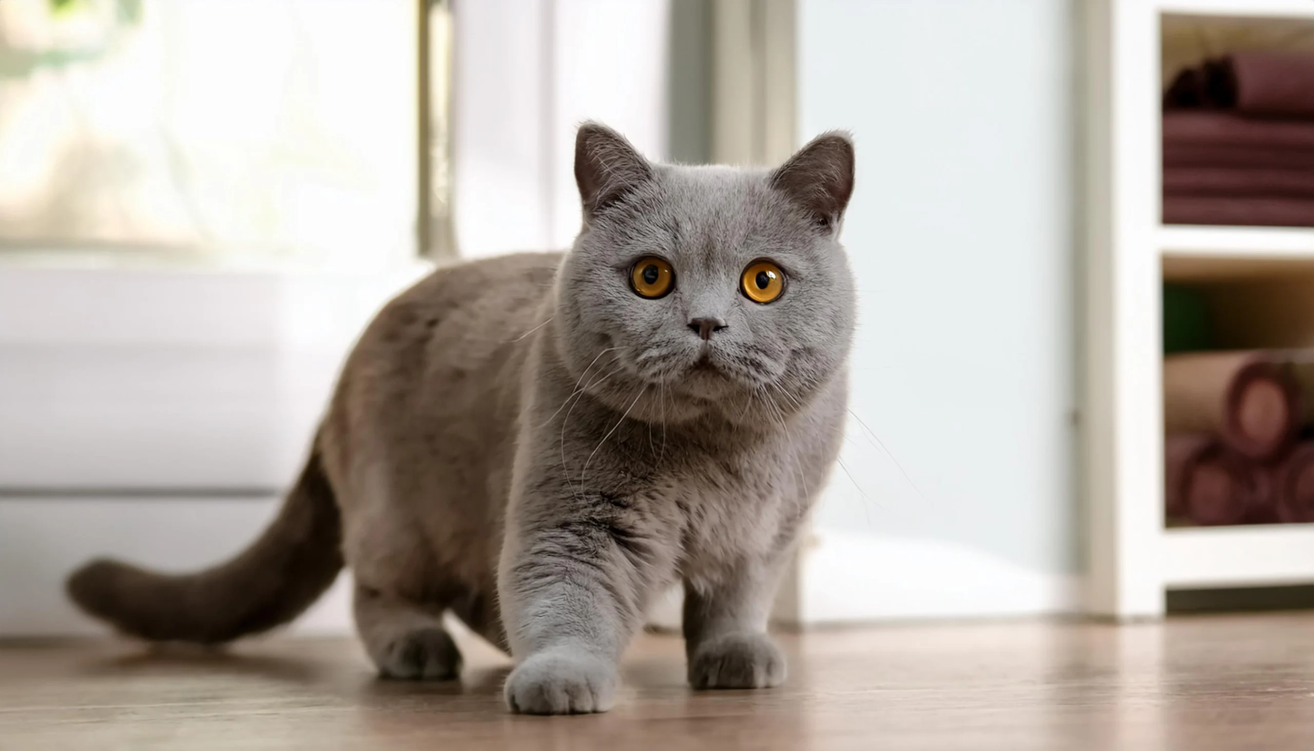 Gato explorando novo ambiente com calma