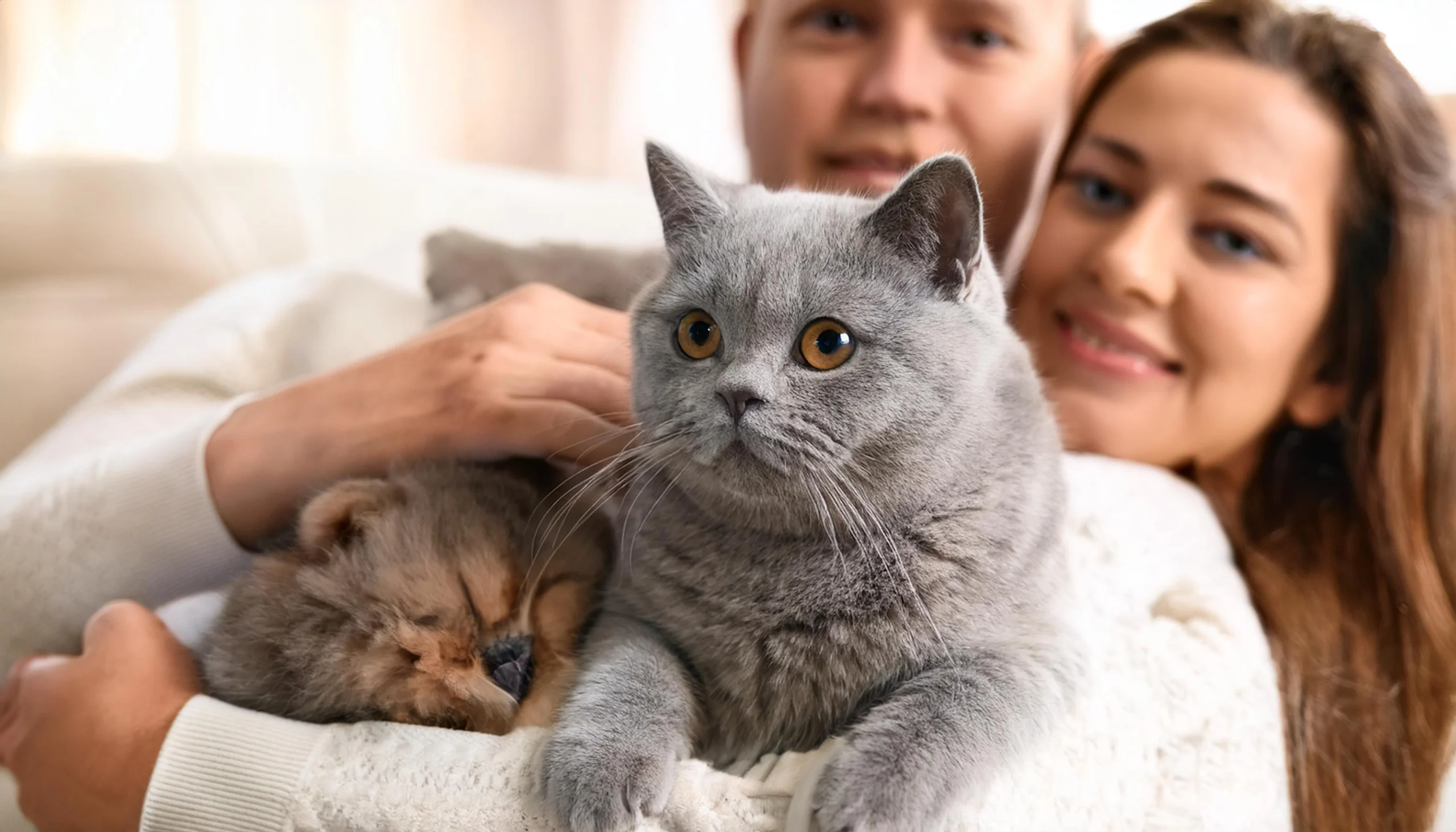 Gato afetuoso com tutor