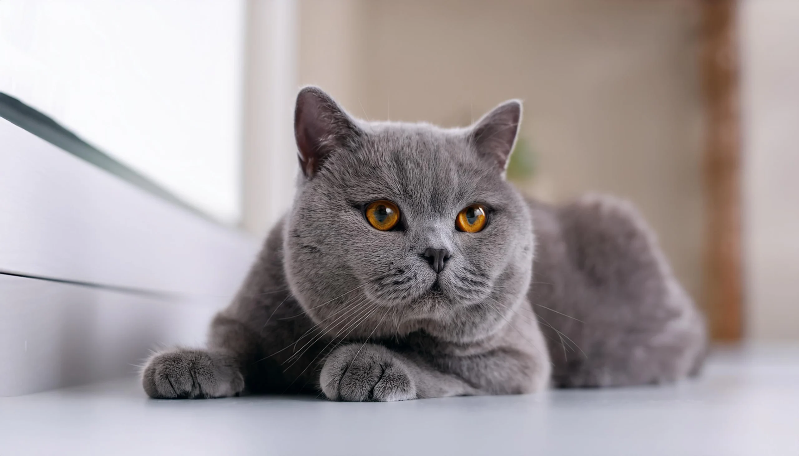 British Shorthair relaxando com serenidade