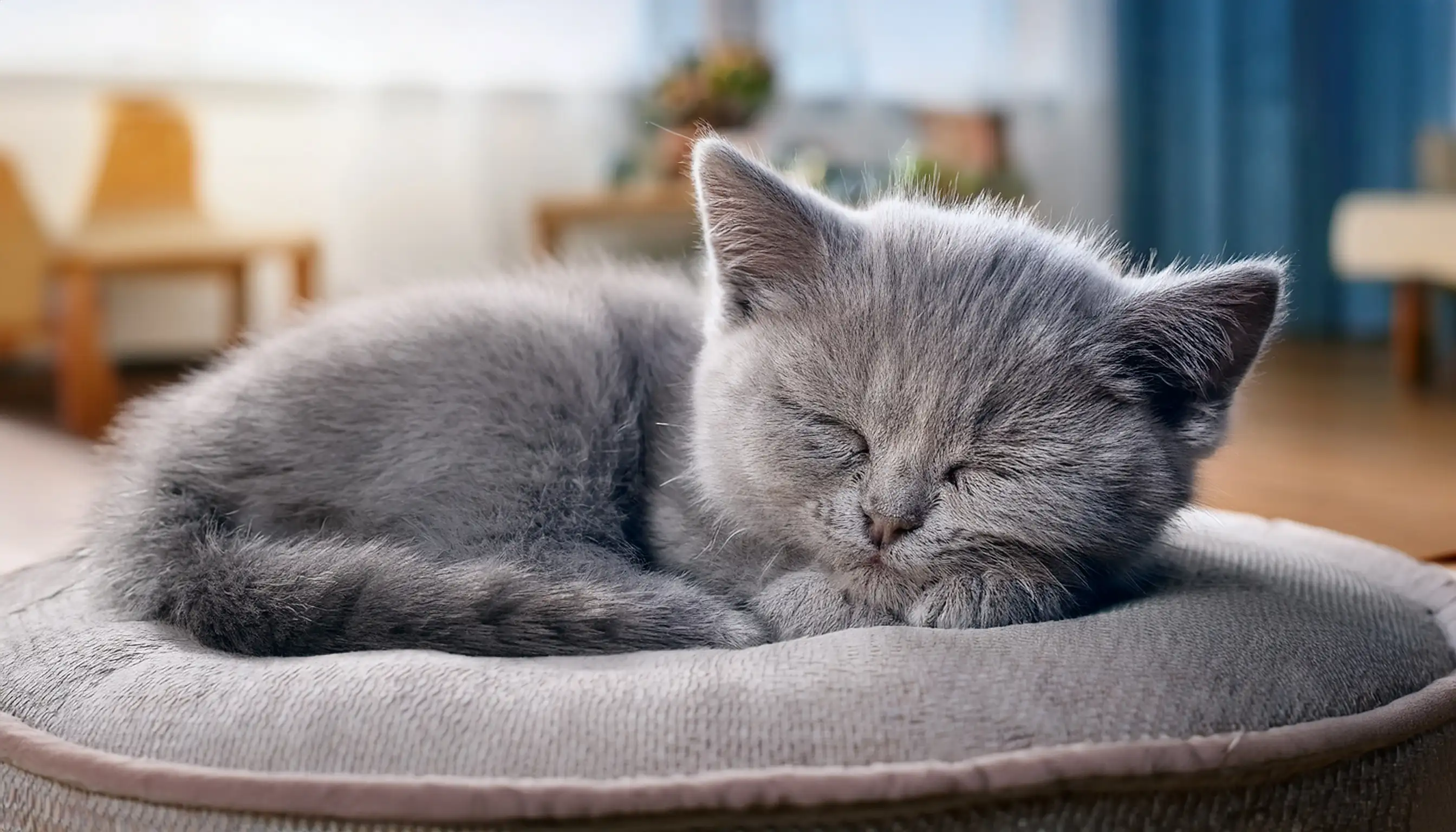 Filhote de British Shorthair descansando após brincadeira