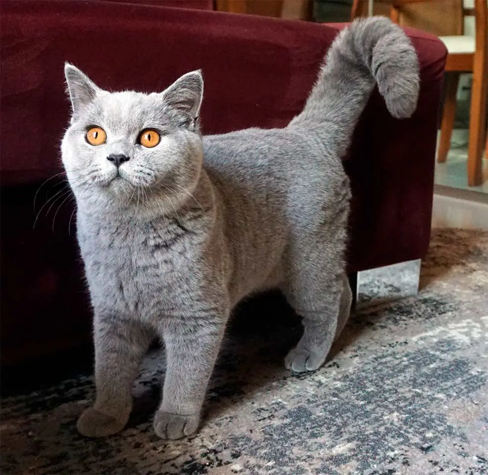 Gato British Shorthair Papillon