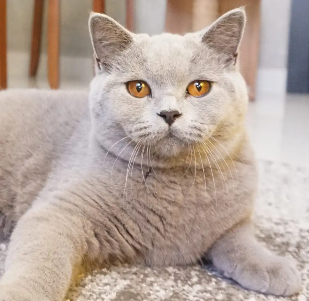 Outro gato British Shorthair