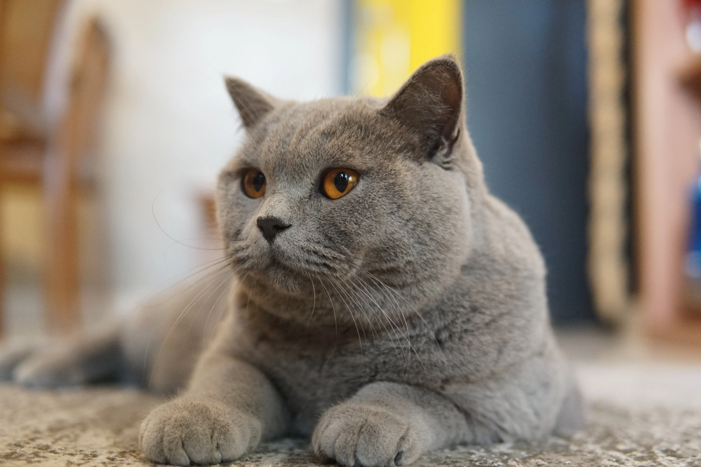 Gato British Shorthair Papillon deitado