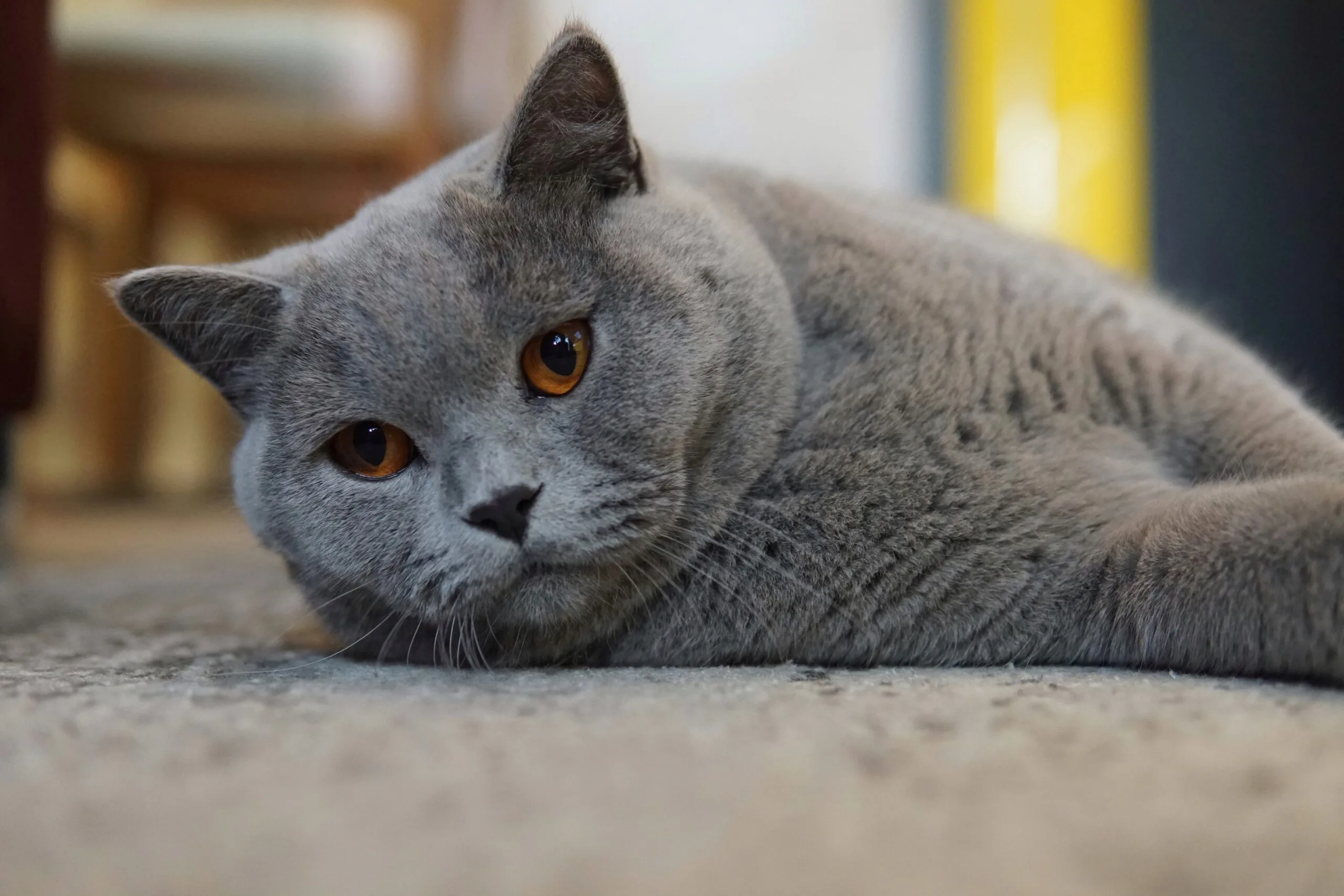 Imagem de fundo com um gato curioso