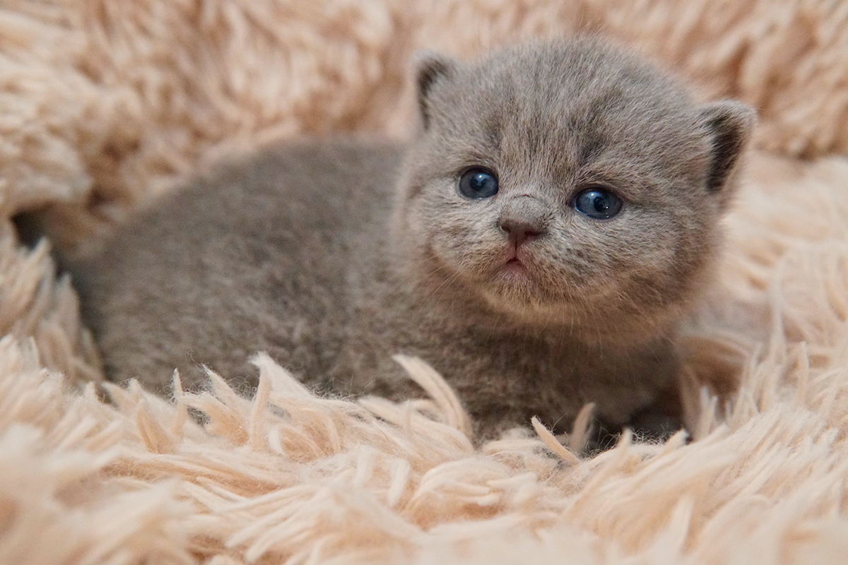 Dois filhotes British Shorthair se aconchegando