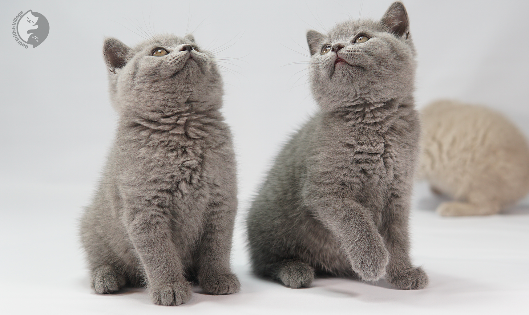 Grupo de filhotes British Shorthair posando