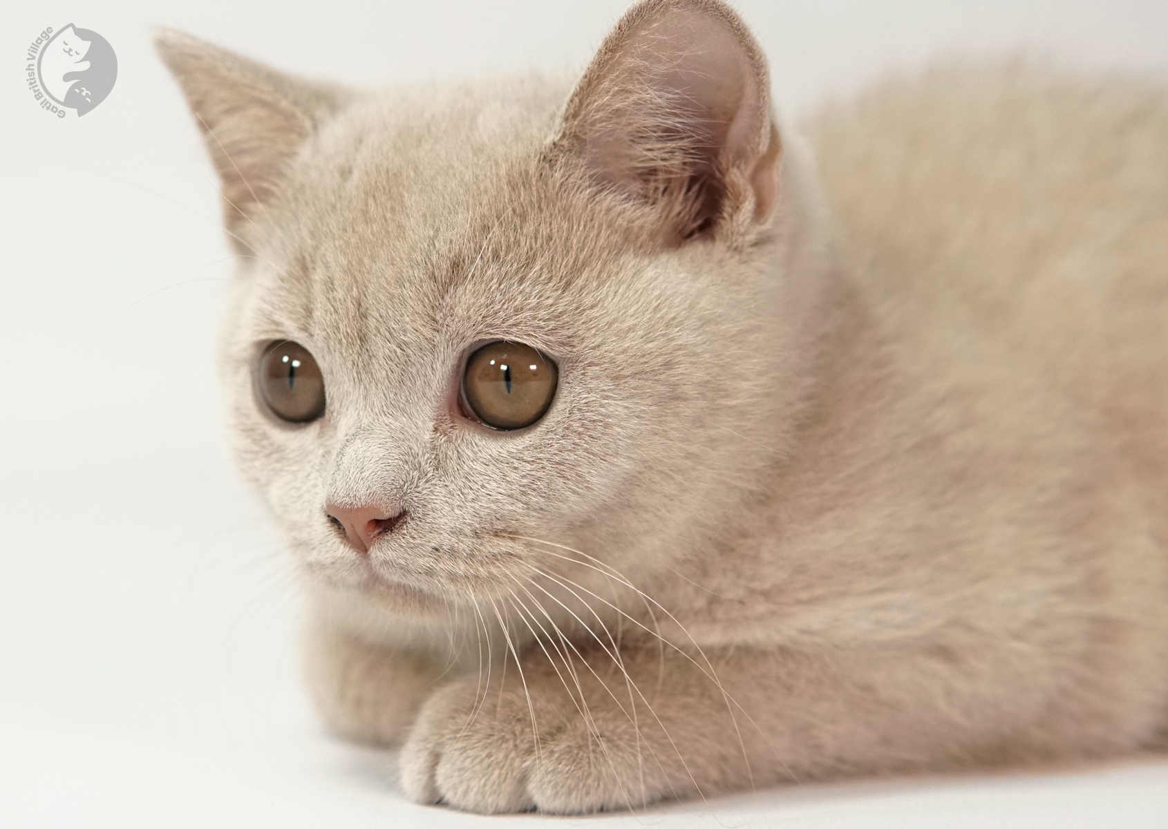 Filhote deitado curioso