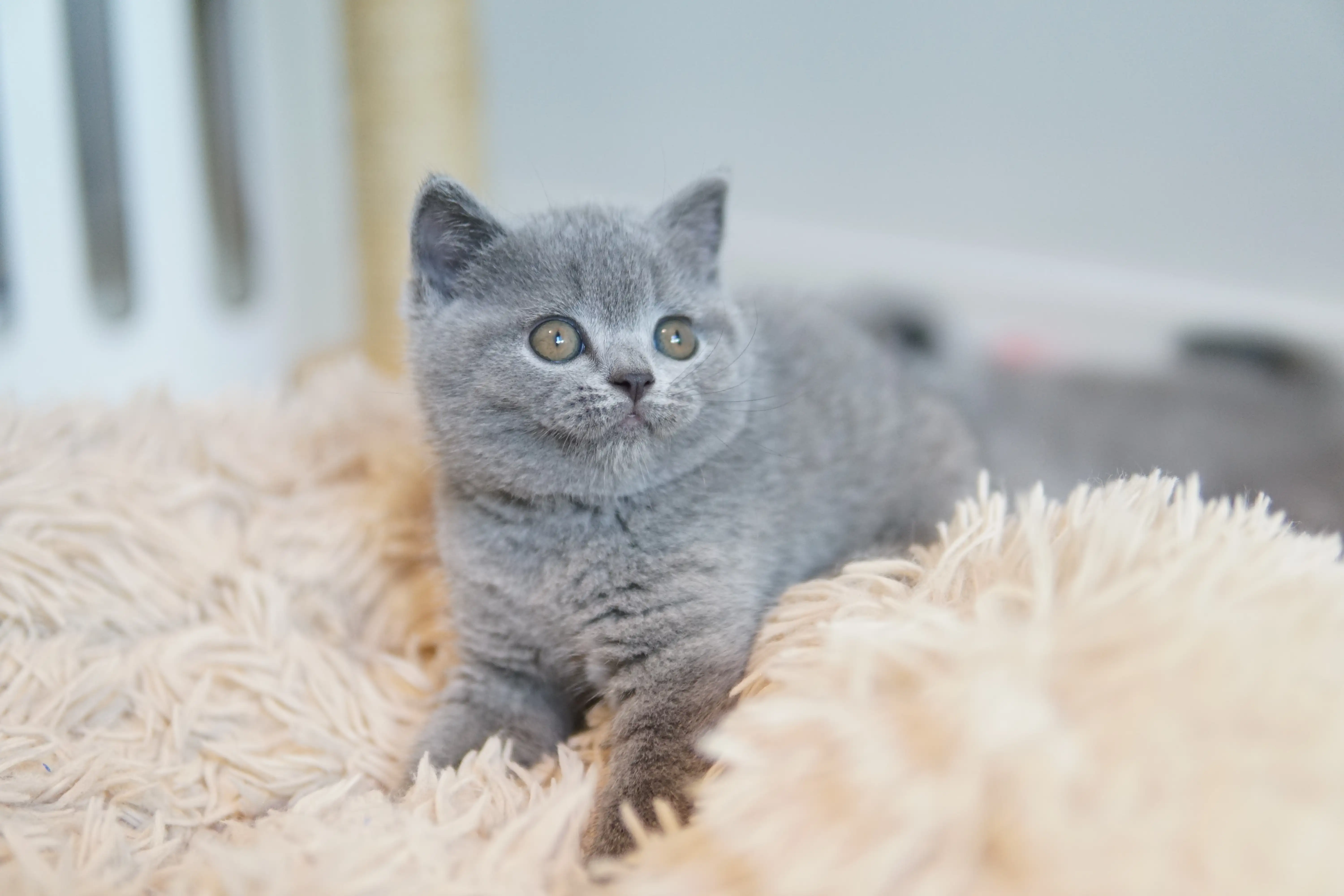 Filhote com olhar curioso e atento