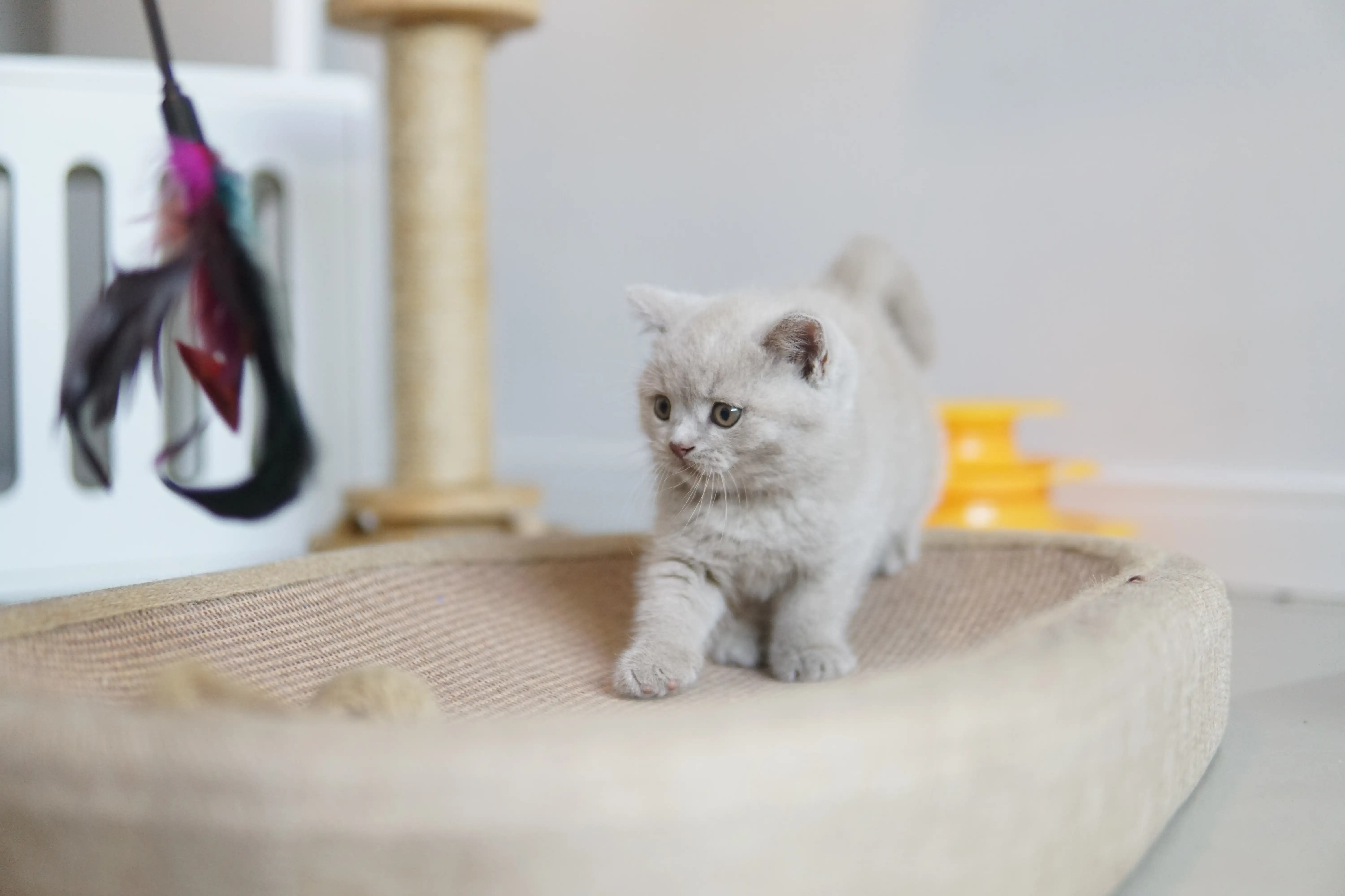Filhote explorando o arranhador com estilo