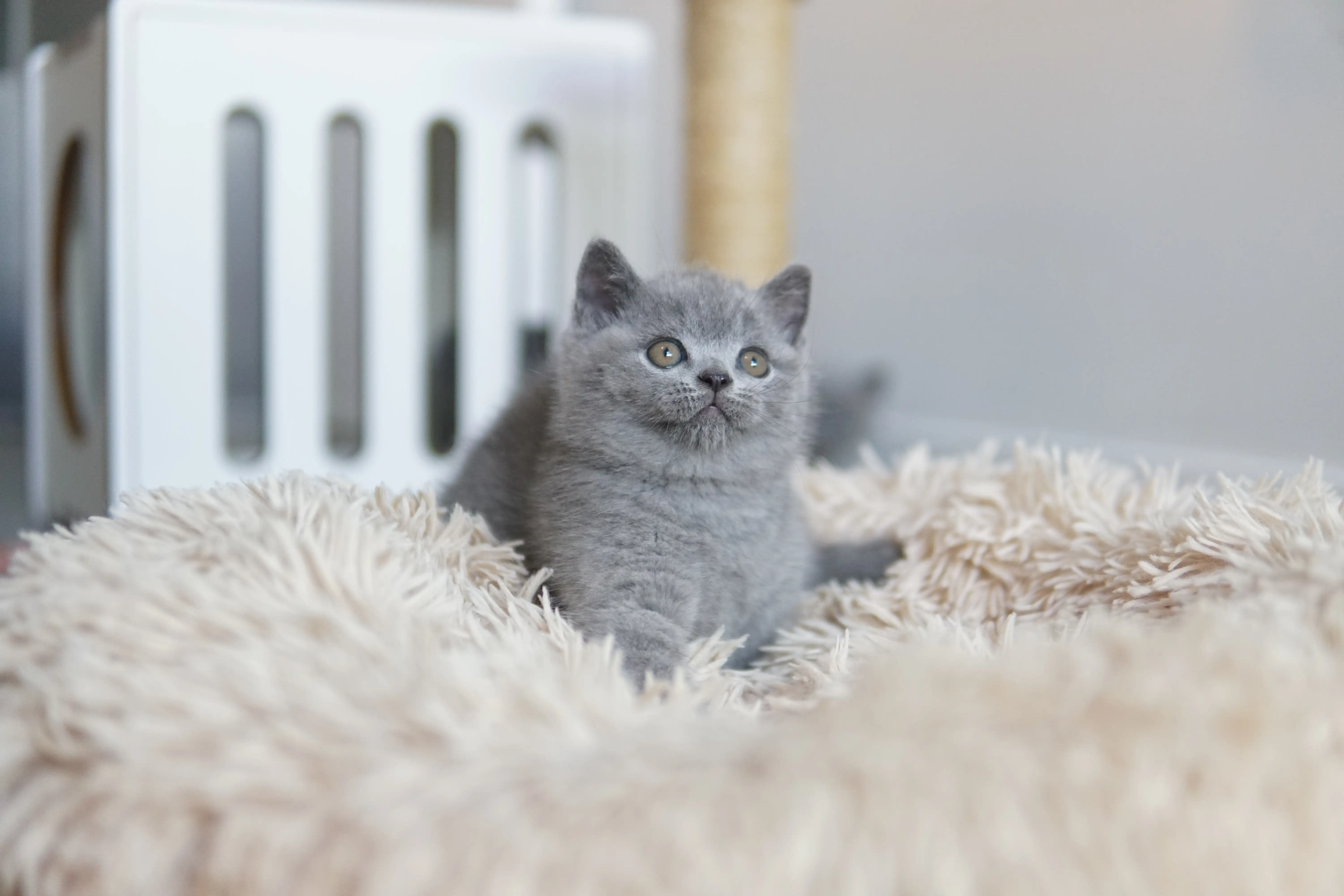 Filhote relaxando confortavelmente