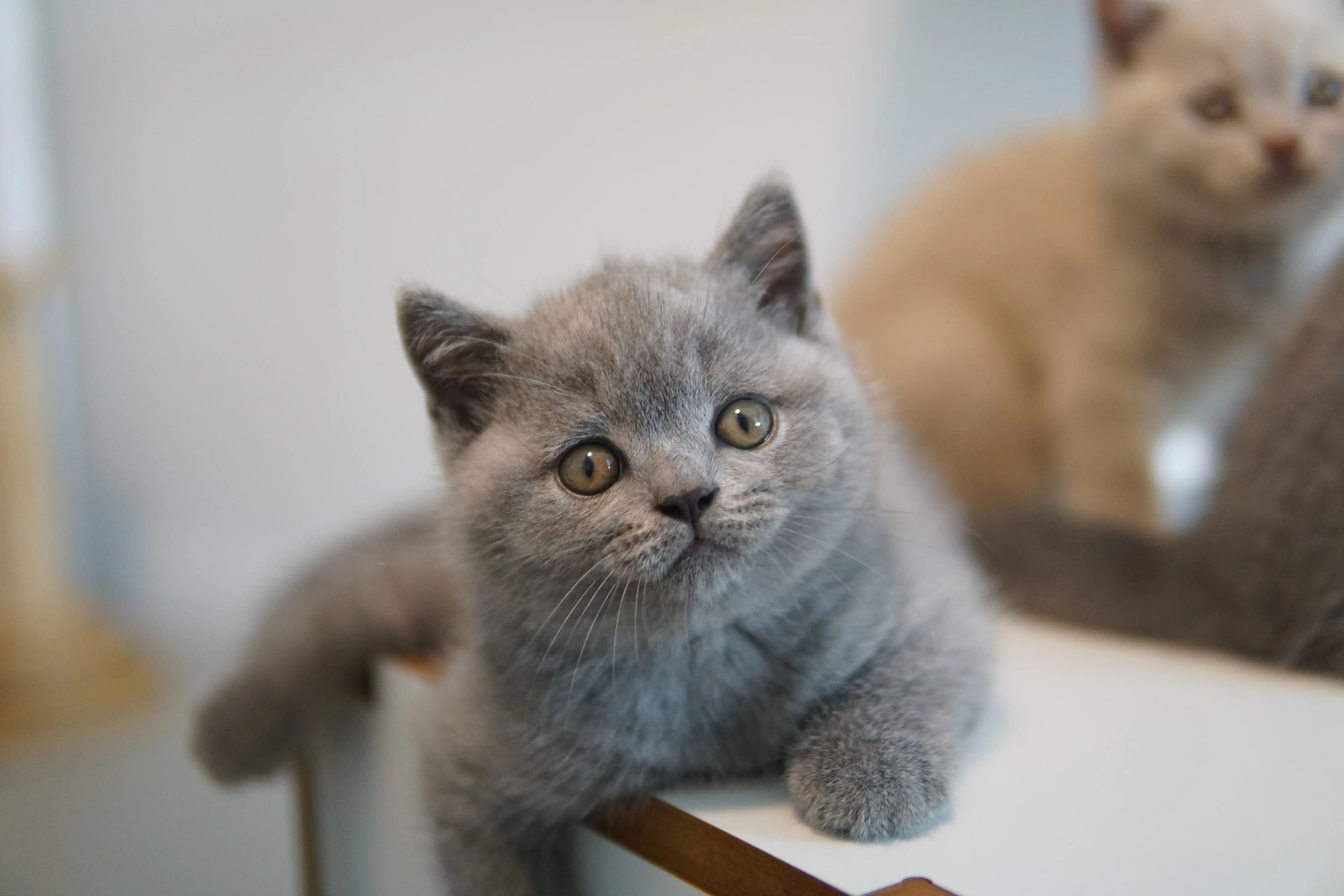 Filhote esbanjando fofura na caminha