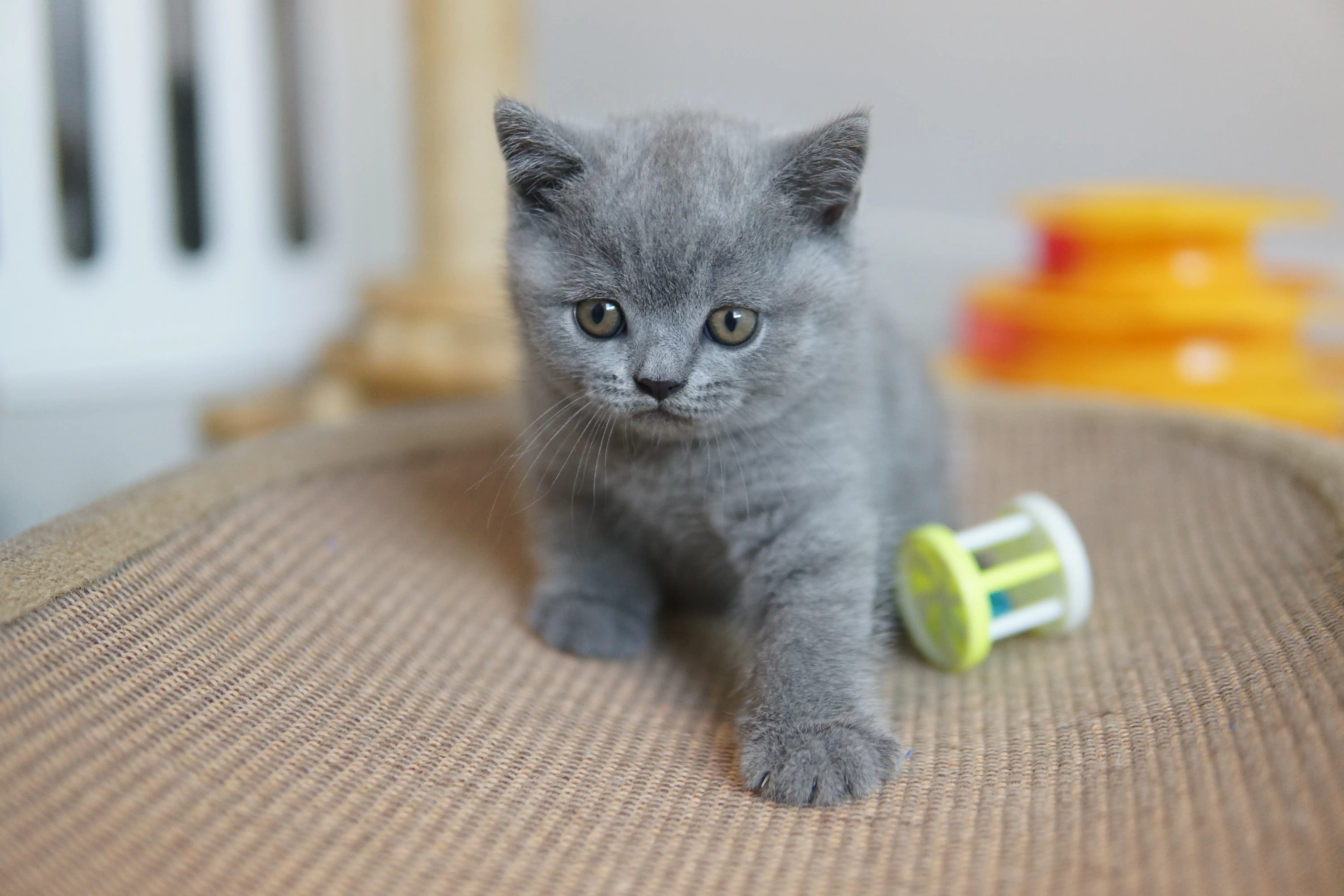 Filhote curioso com o brinquedo