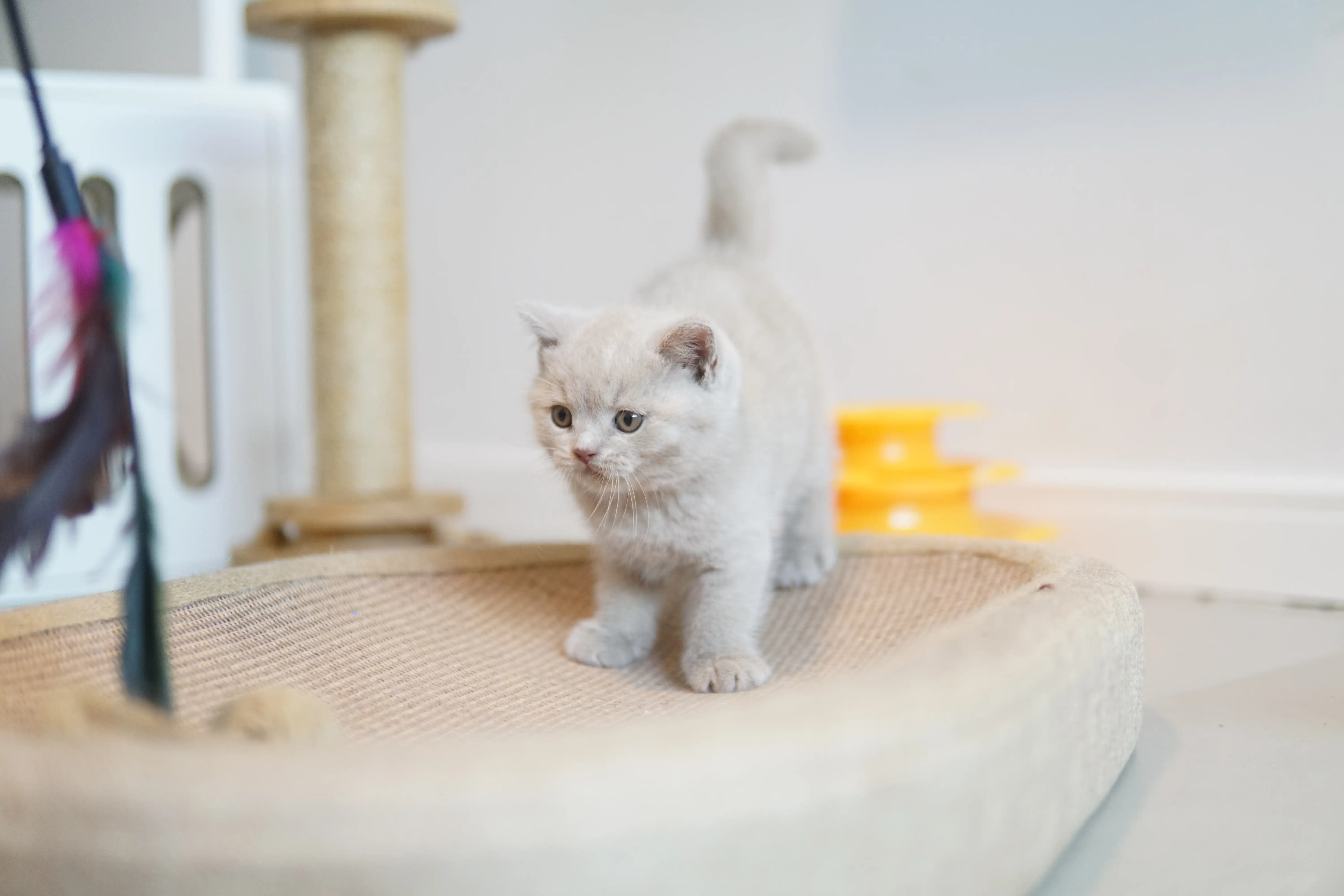 Filhote correndo pelo ambiente