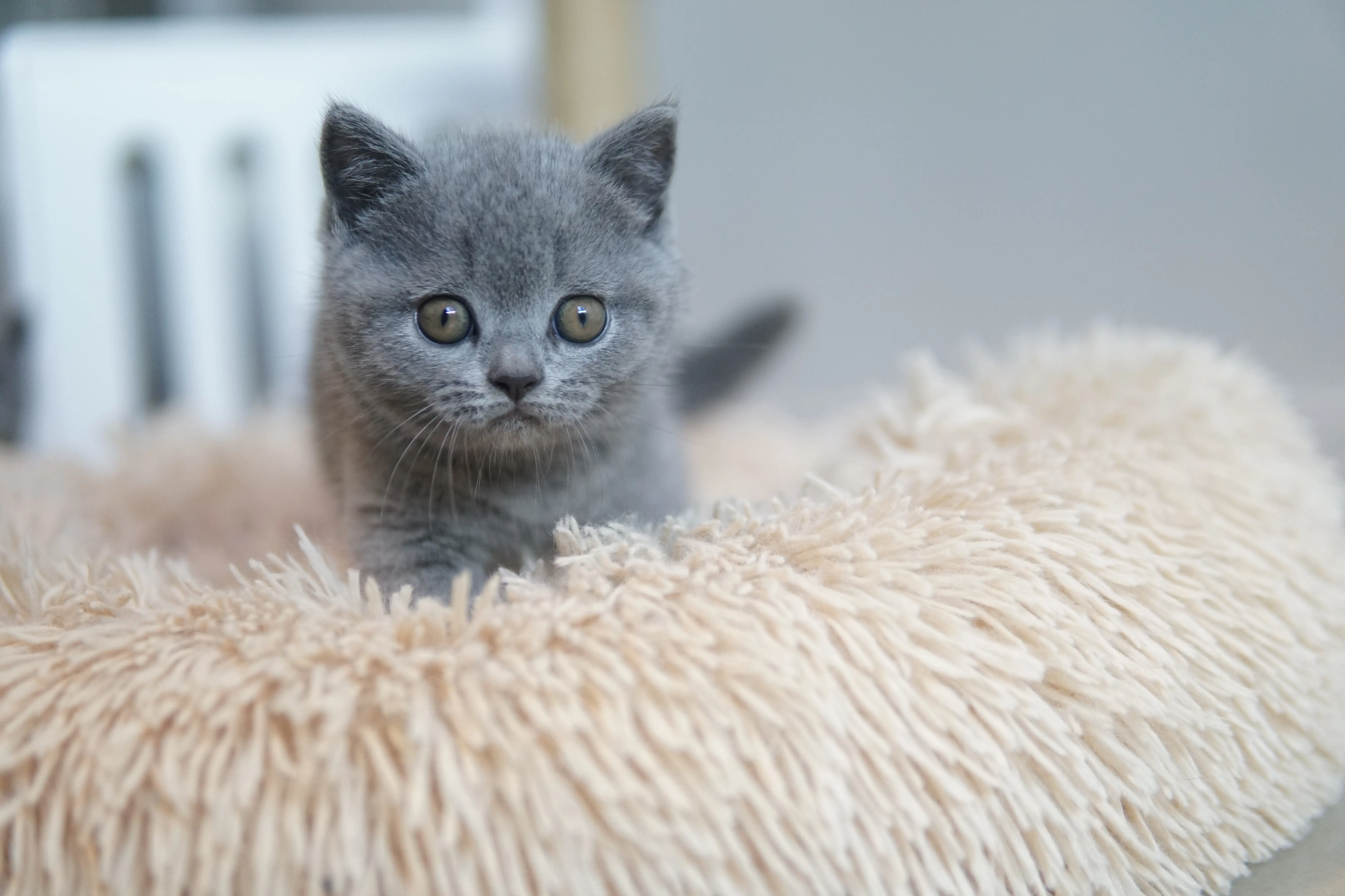 Filhote pronto para o pulo