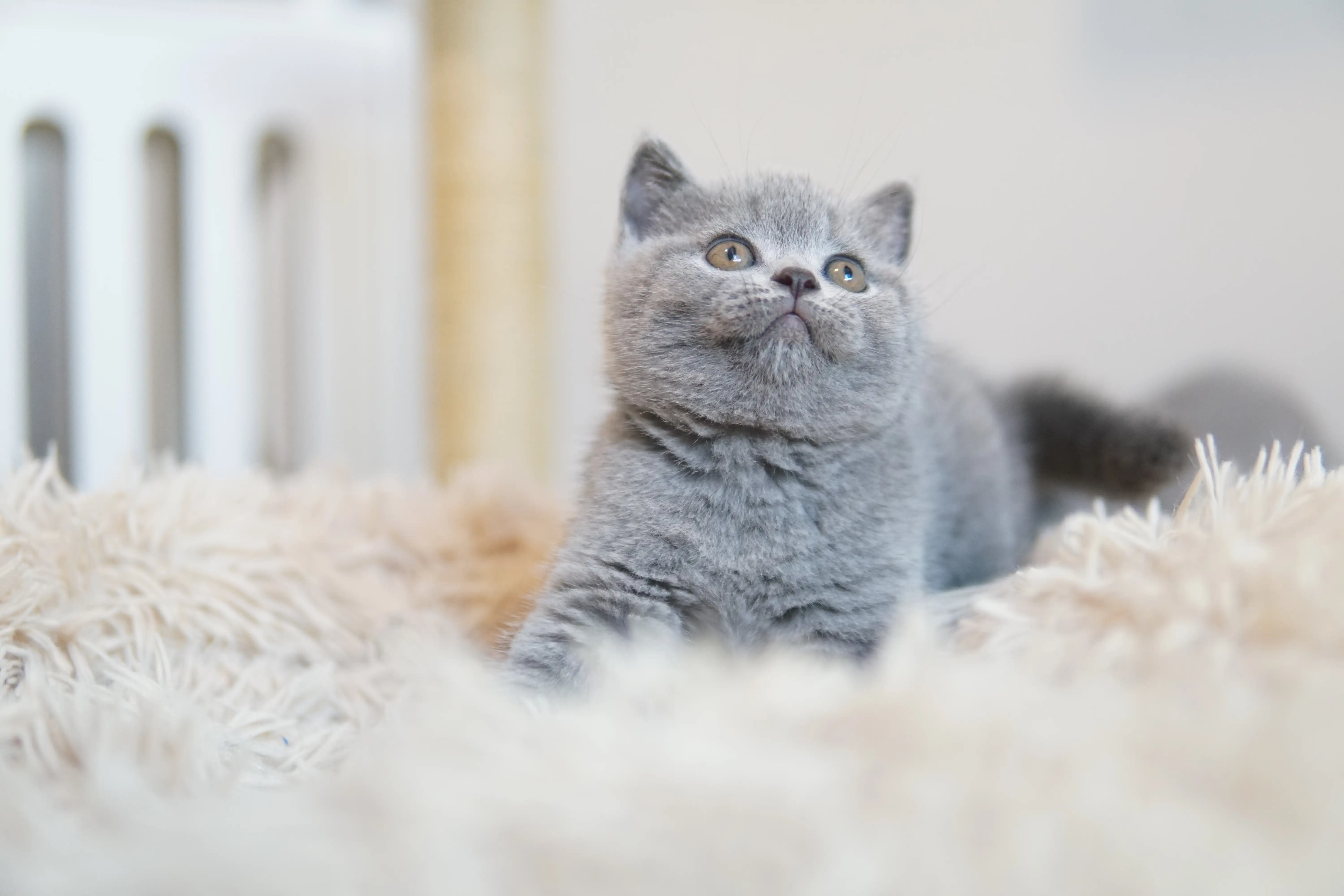 Filhote deitado calmamente