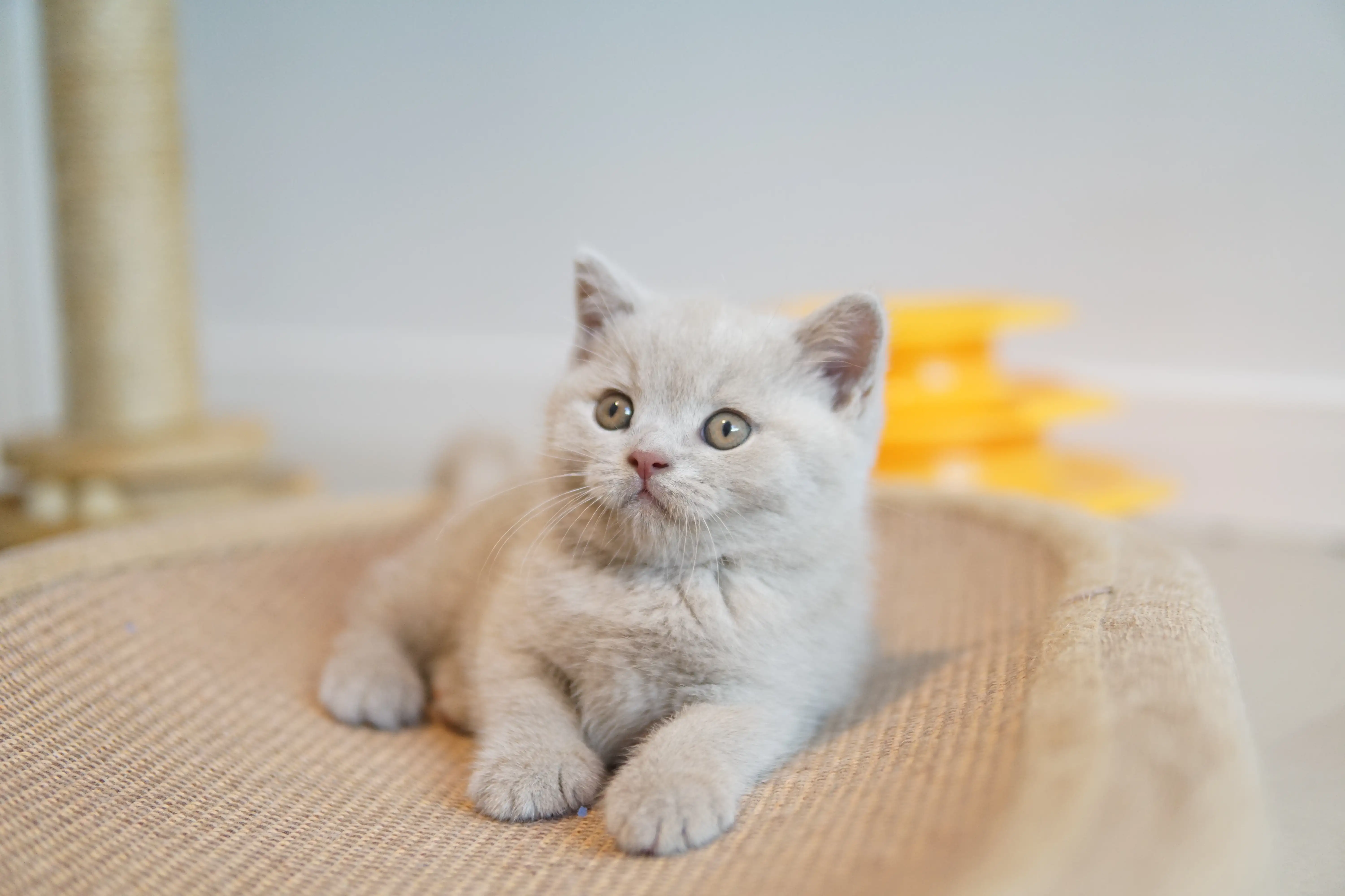 Filhote curioso e atento