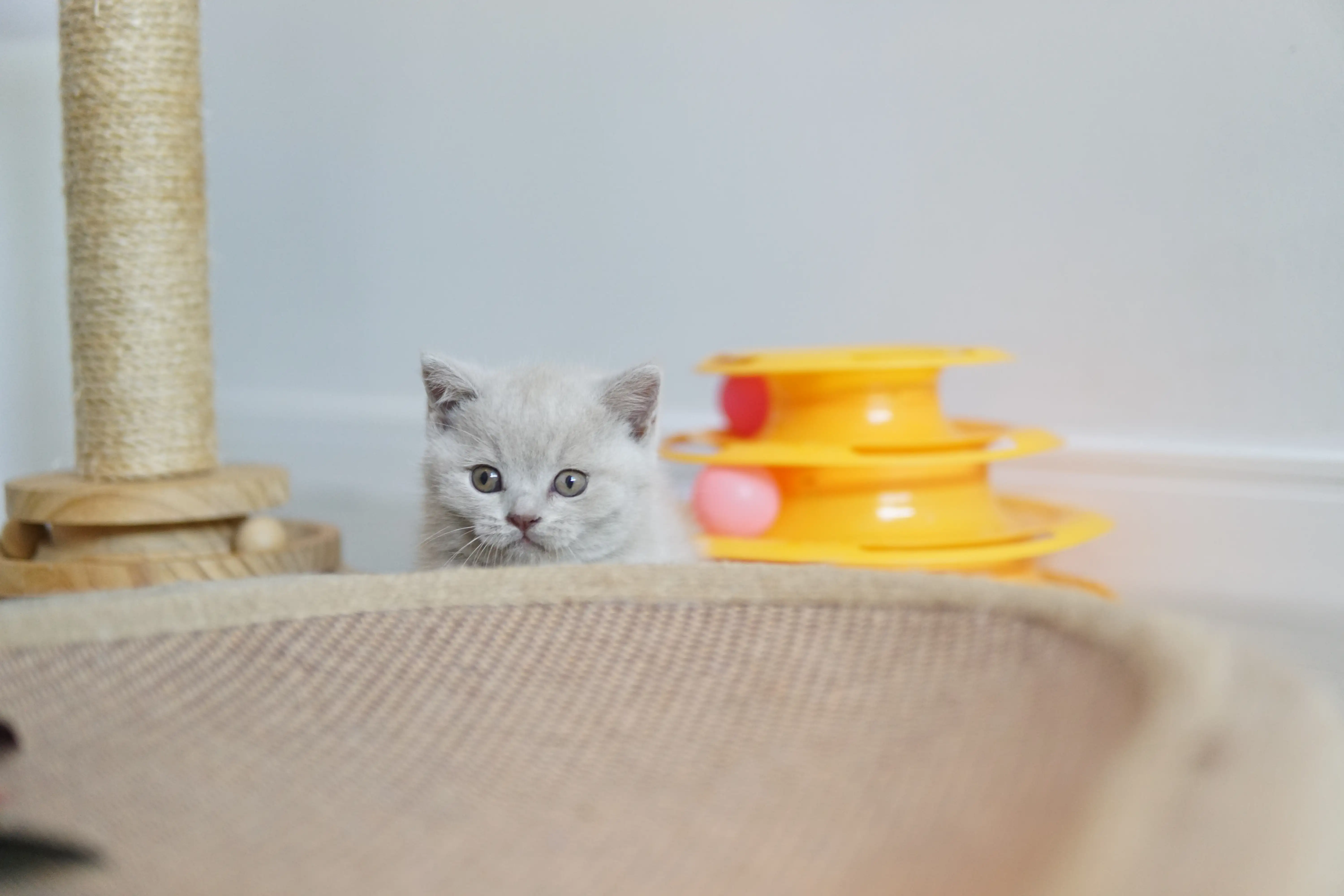 Filhote junto ao brinquedo favorito