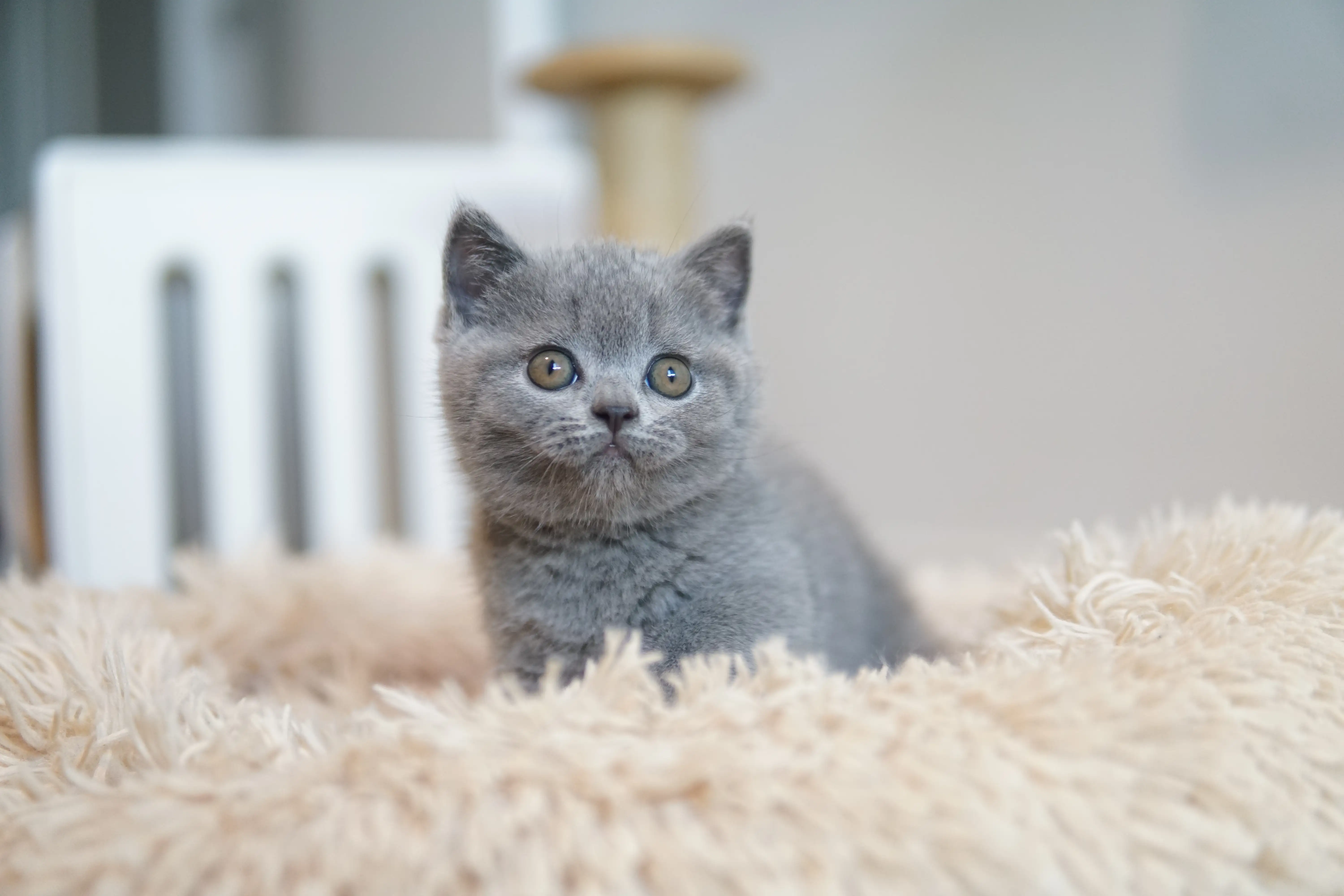 Filhote confortável no cantinho