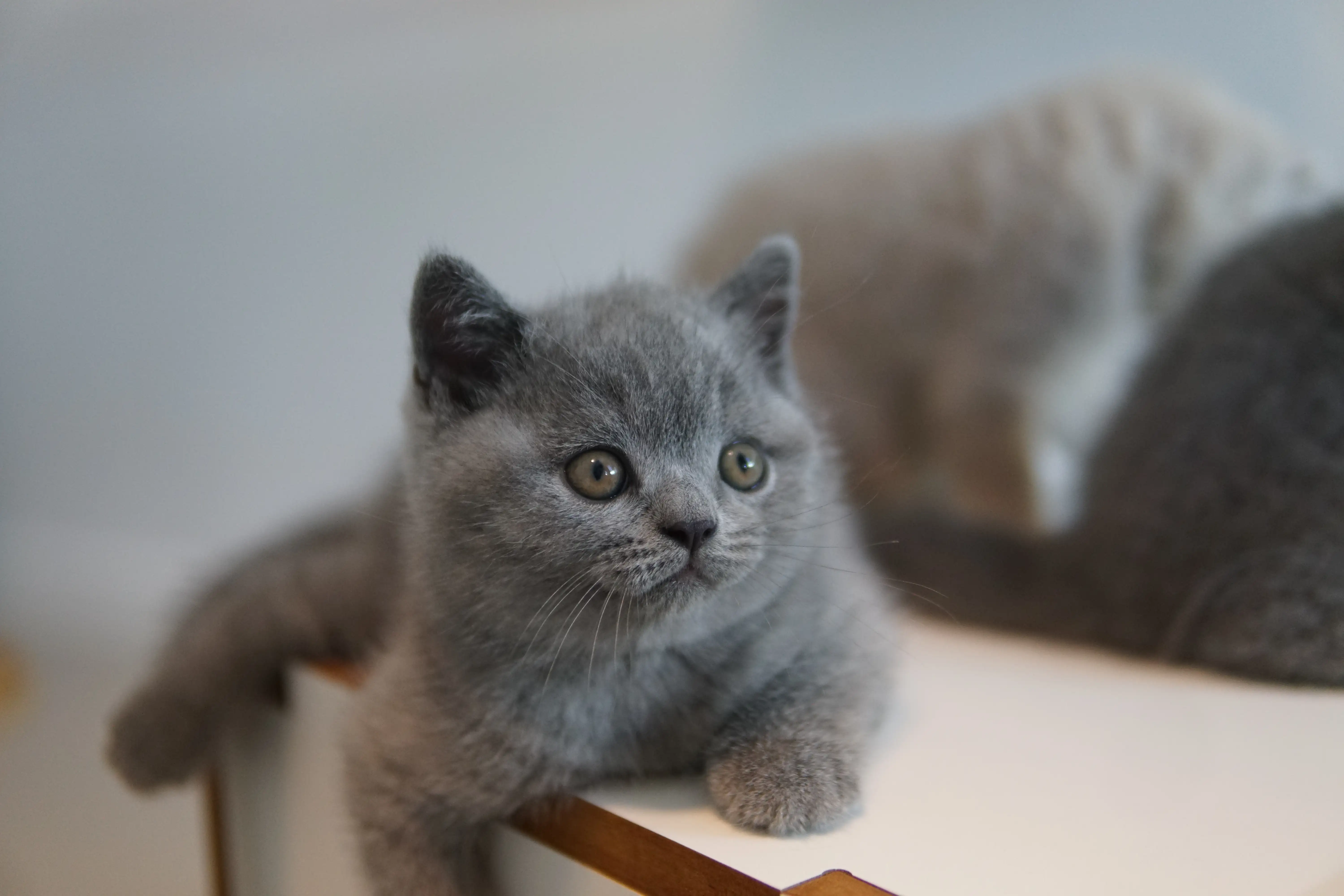 Filhote deitadinho, descansando