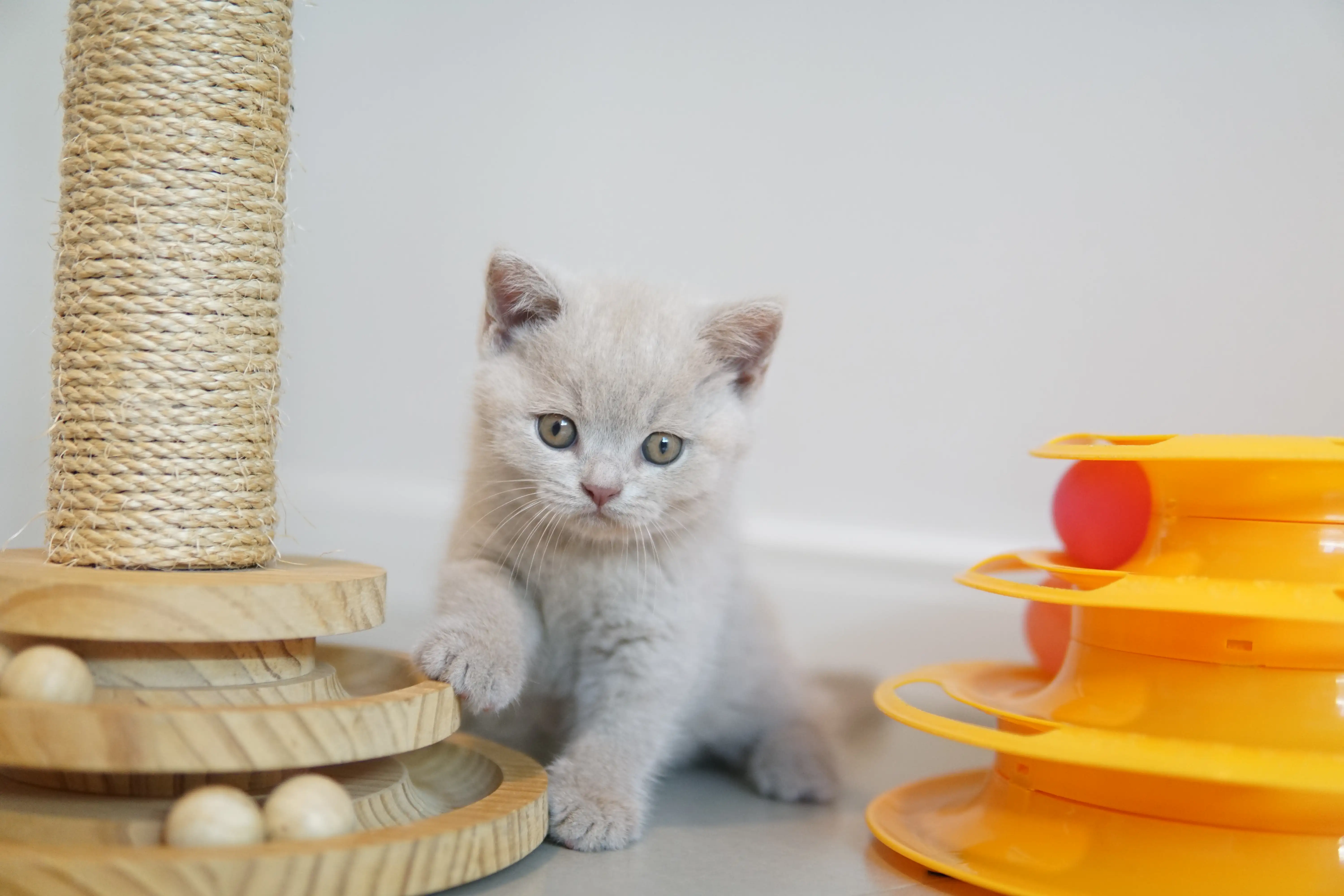 Filhote em meio ao brinquedo