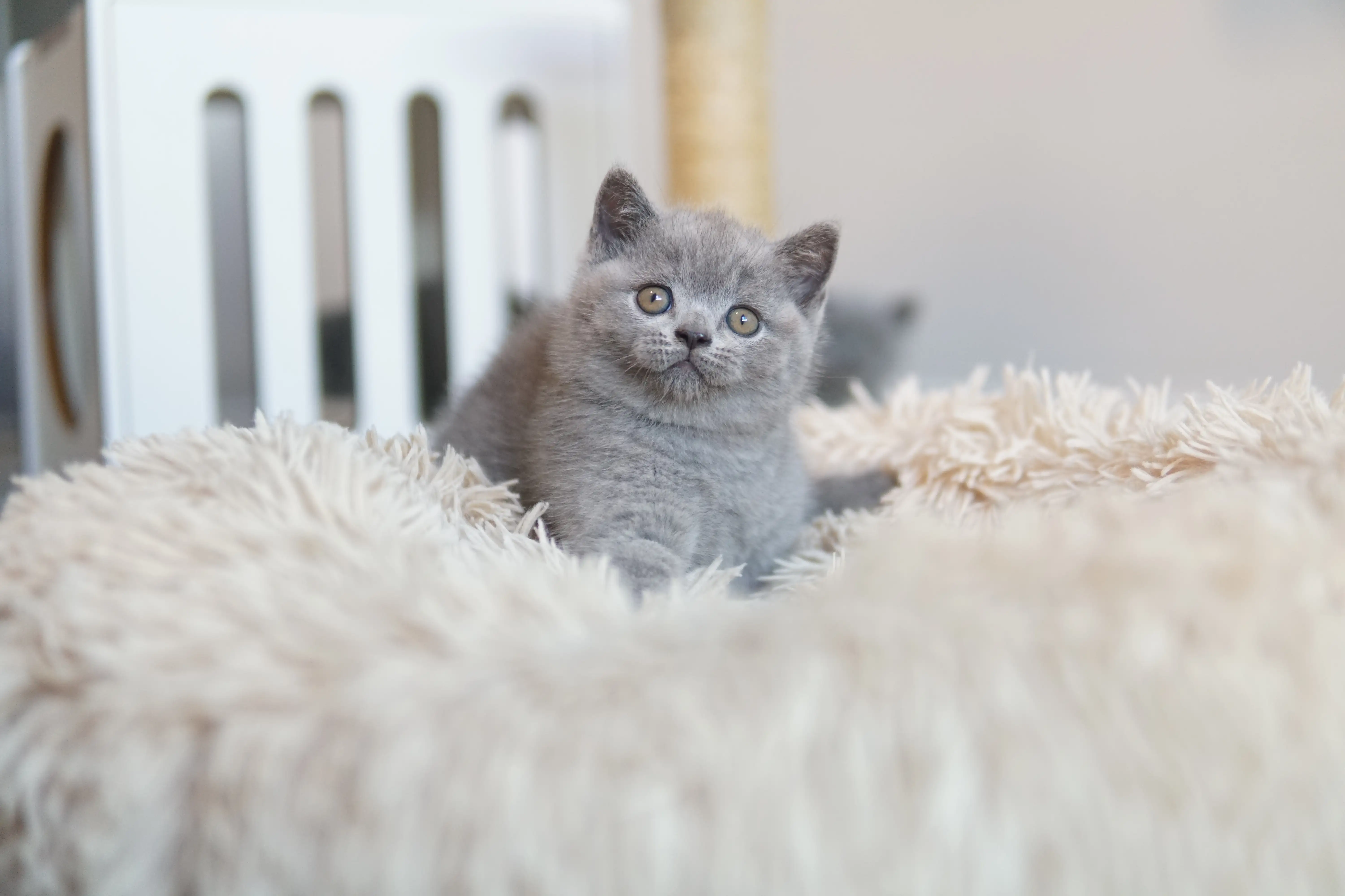 Filhote contrastando com a textura