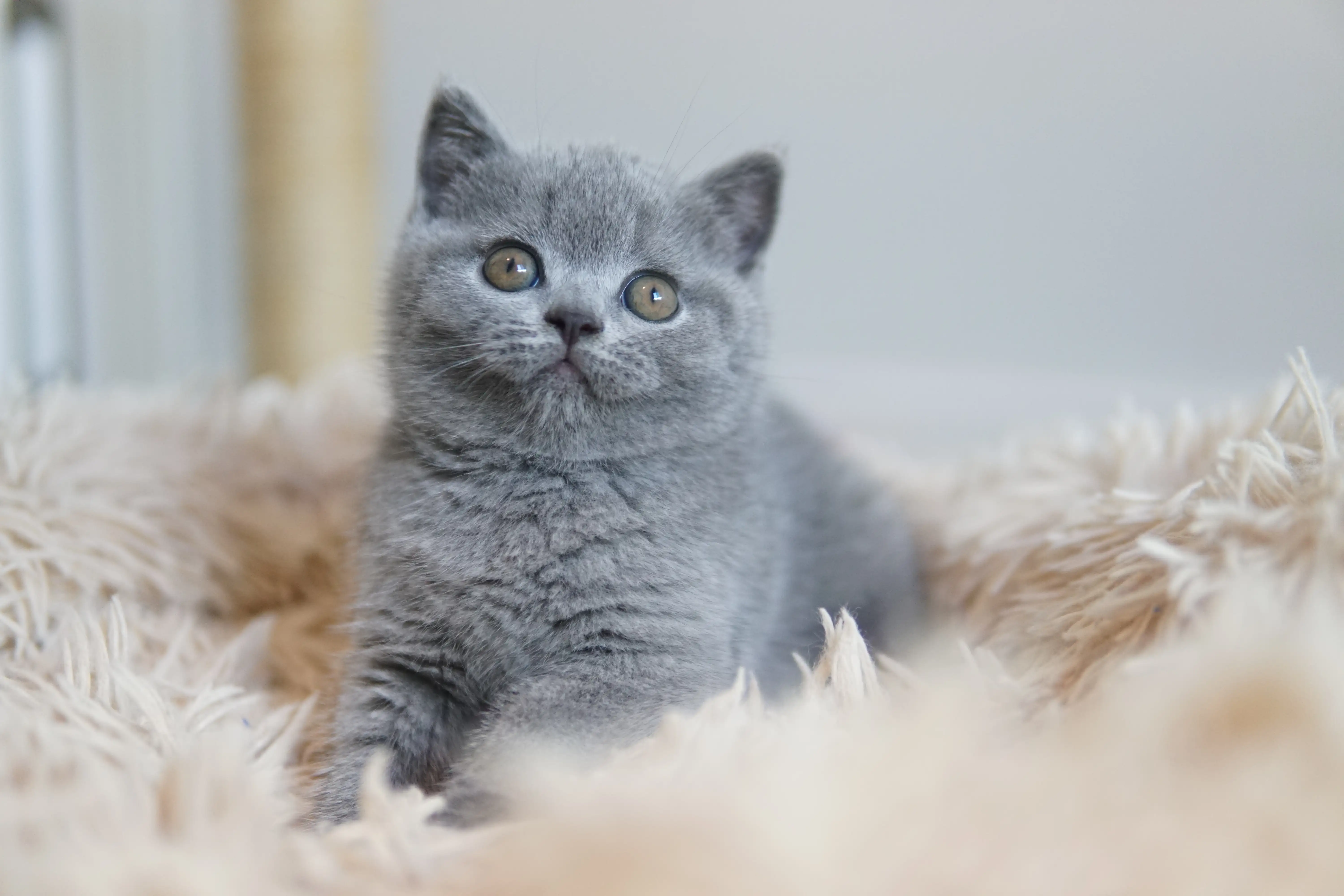 Filhote investigando o ambiente