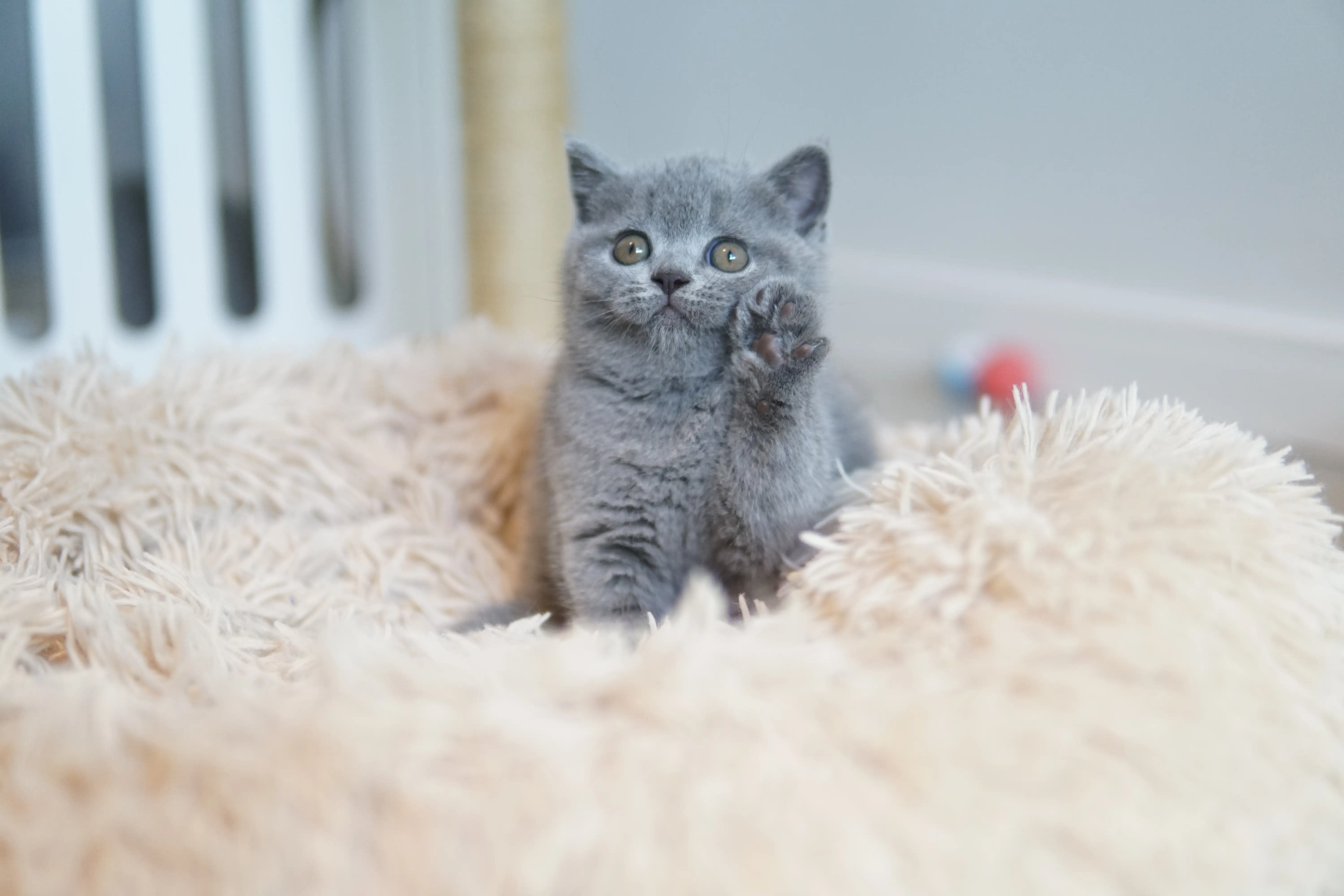 Filhote mostrando sua fofura