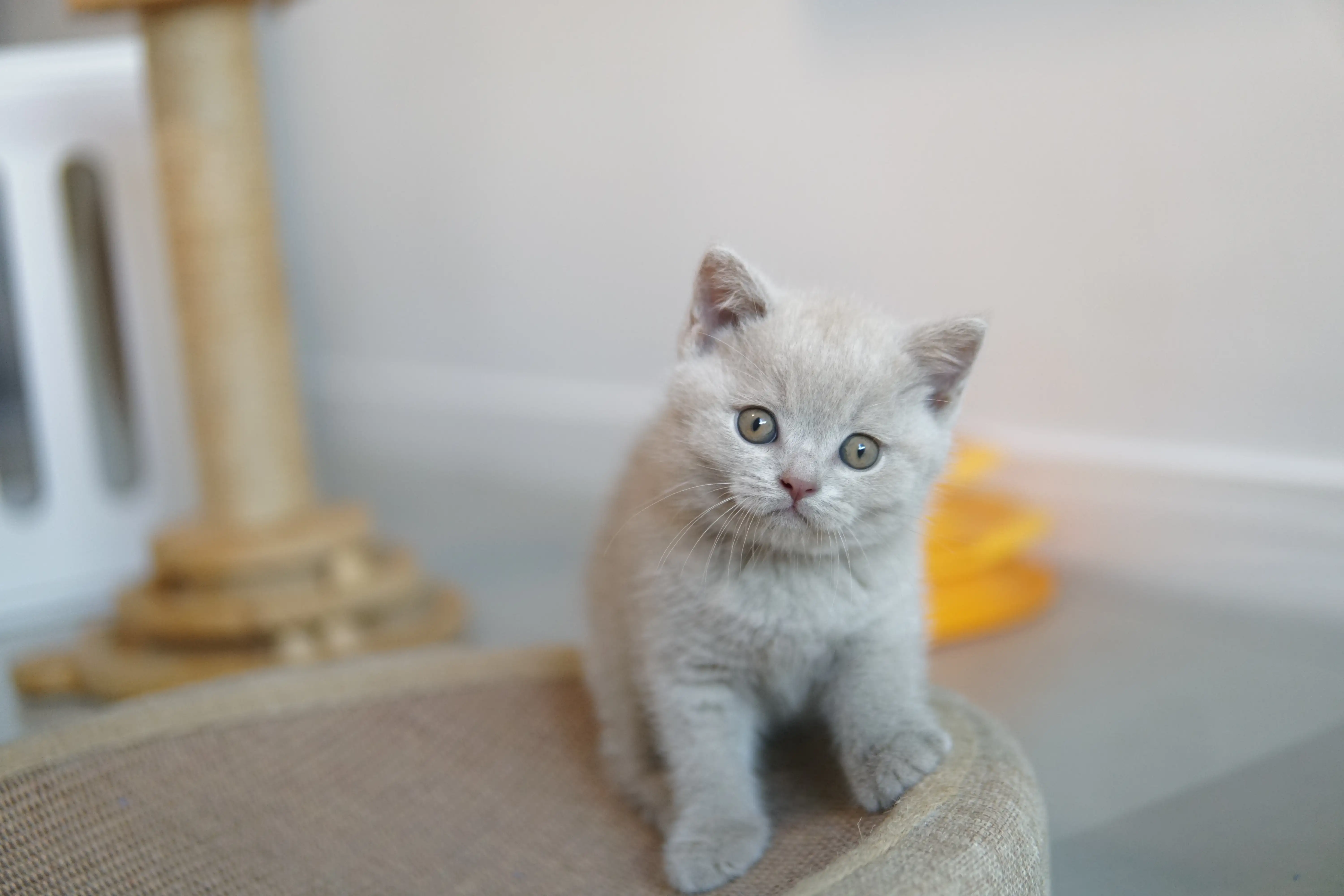 Filhote pronto para mais uma soneca