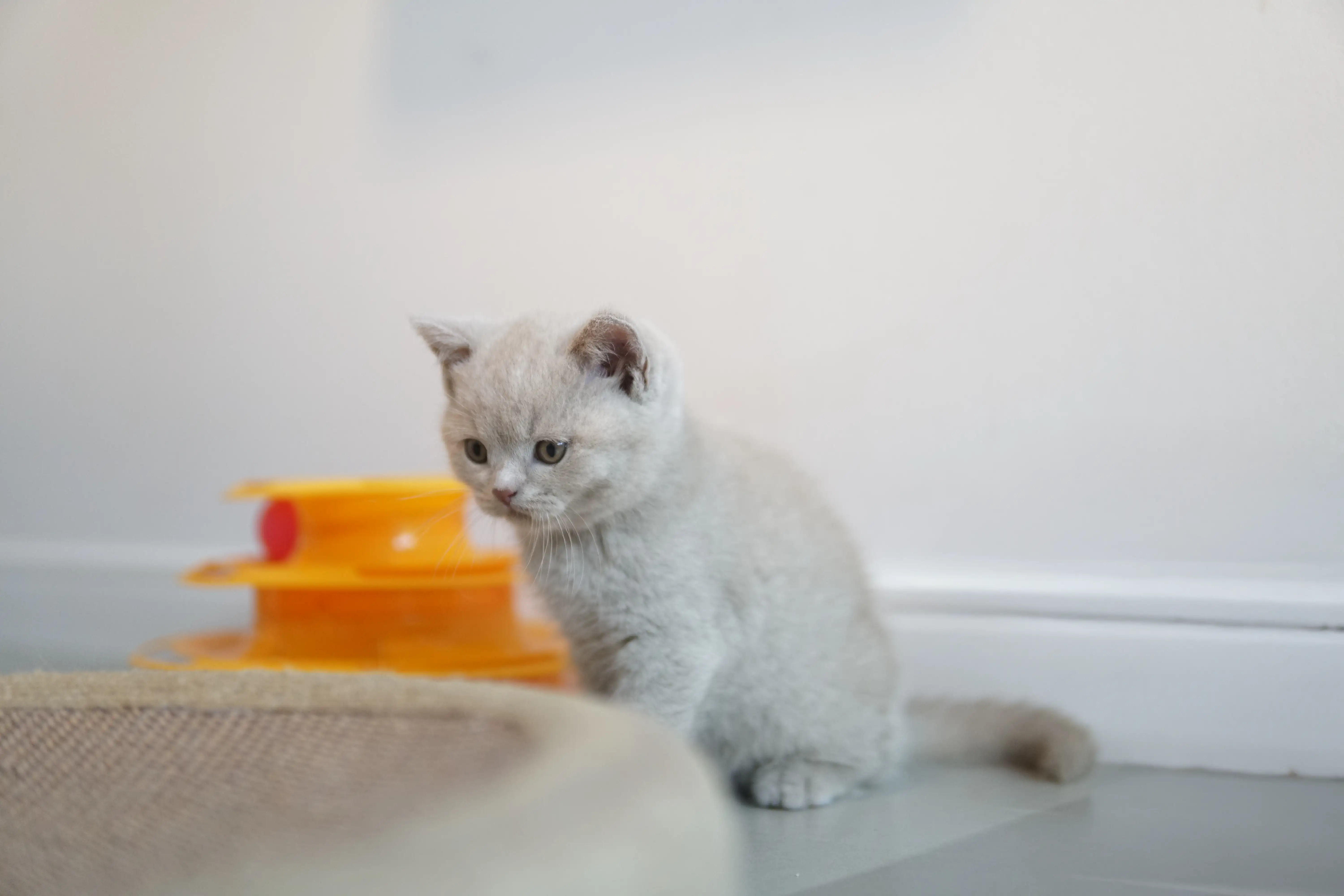 Filhote posando para a câmera