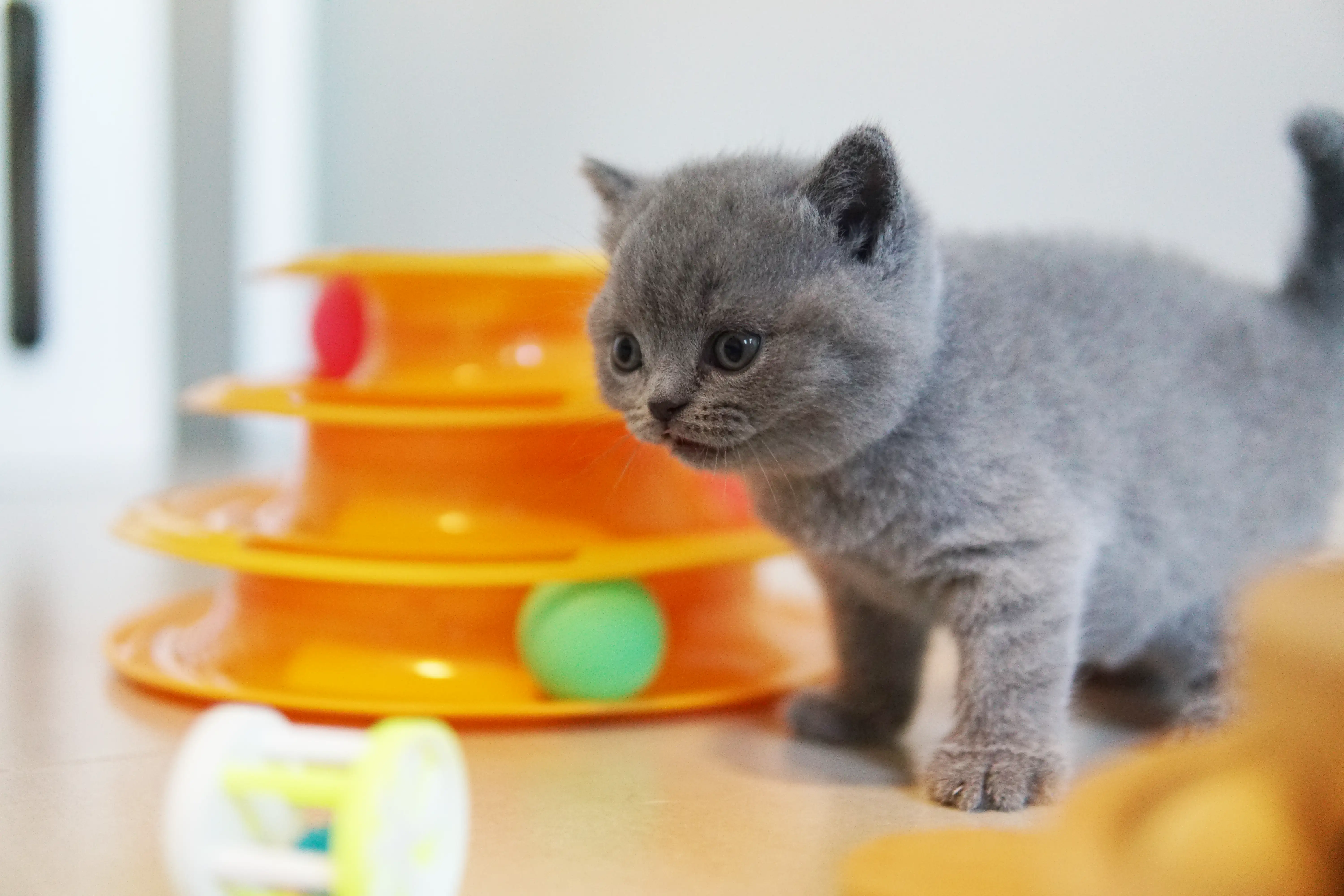 Filhote observando atentamente