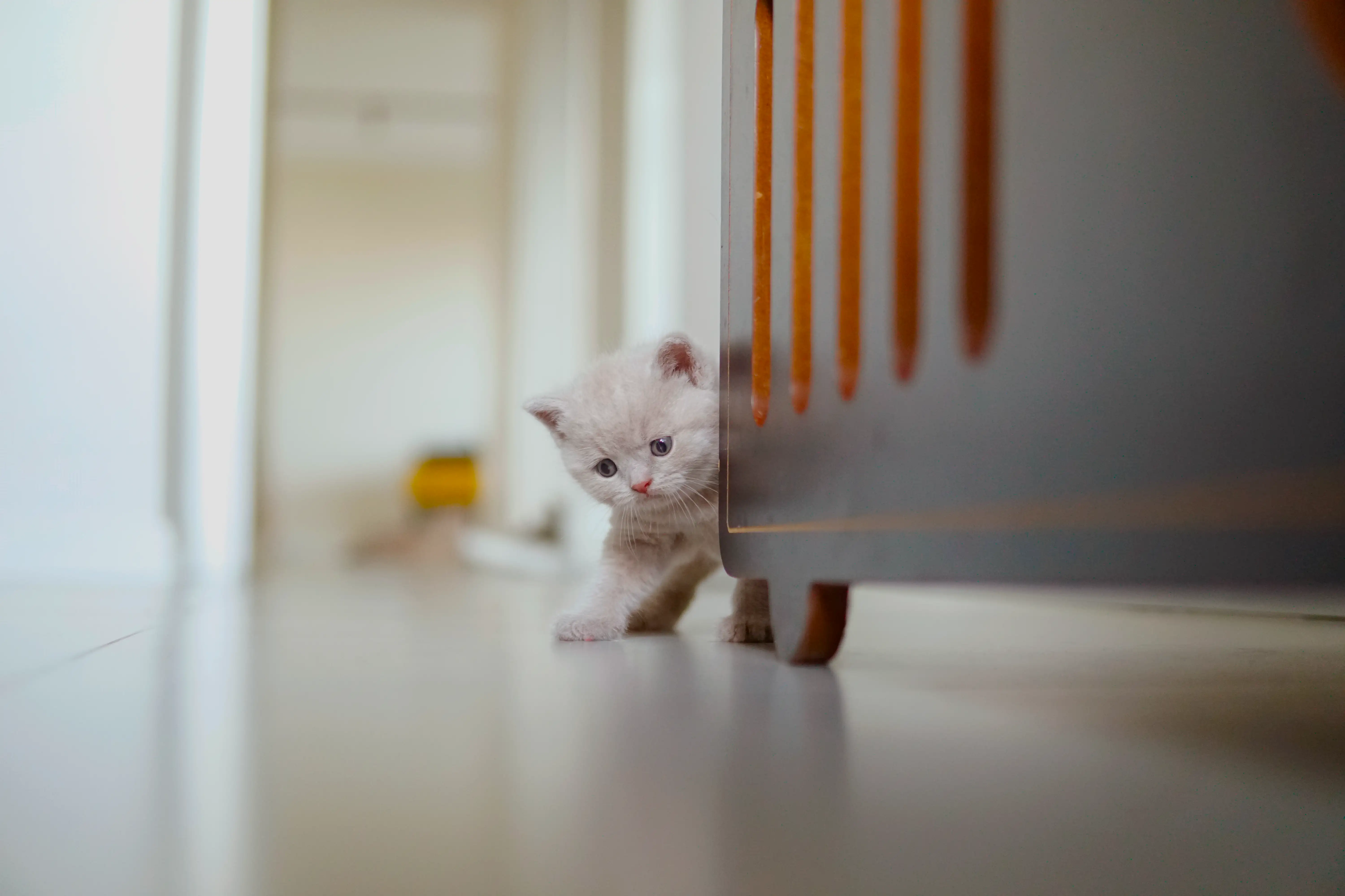 Filhote pequeno aventureiro