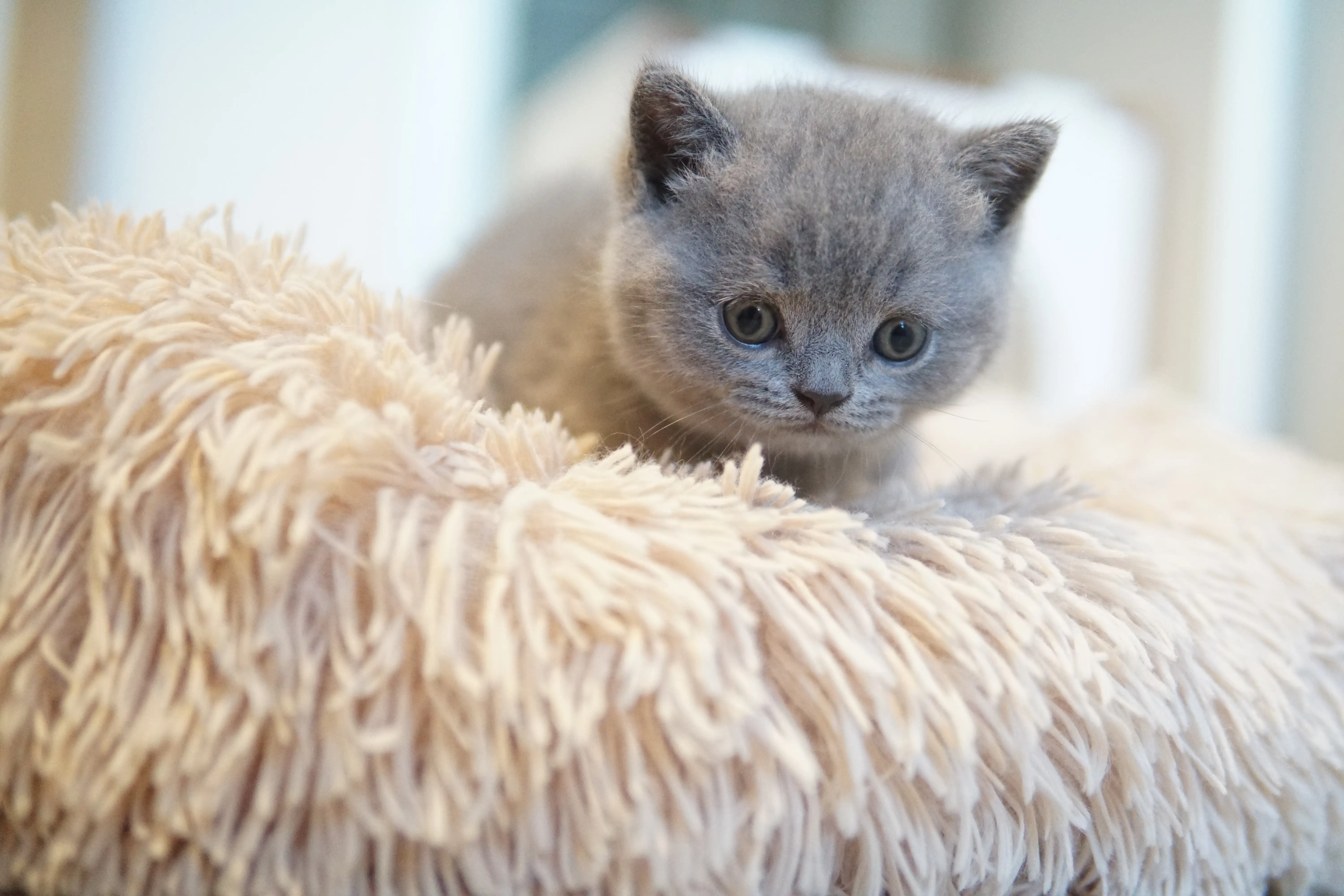 Filhote descobrindo novos cantos