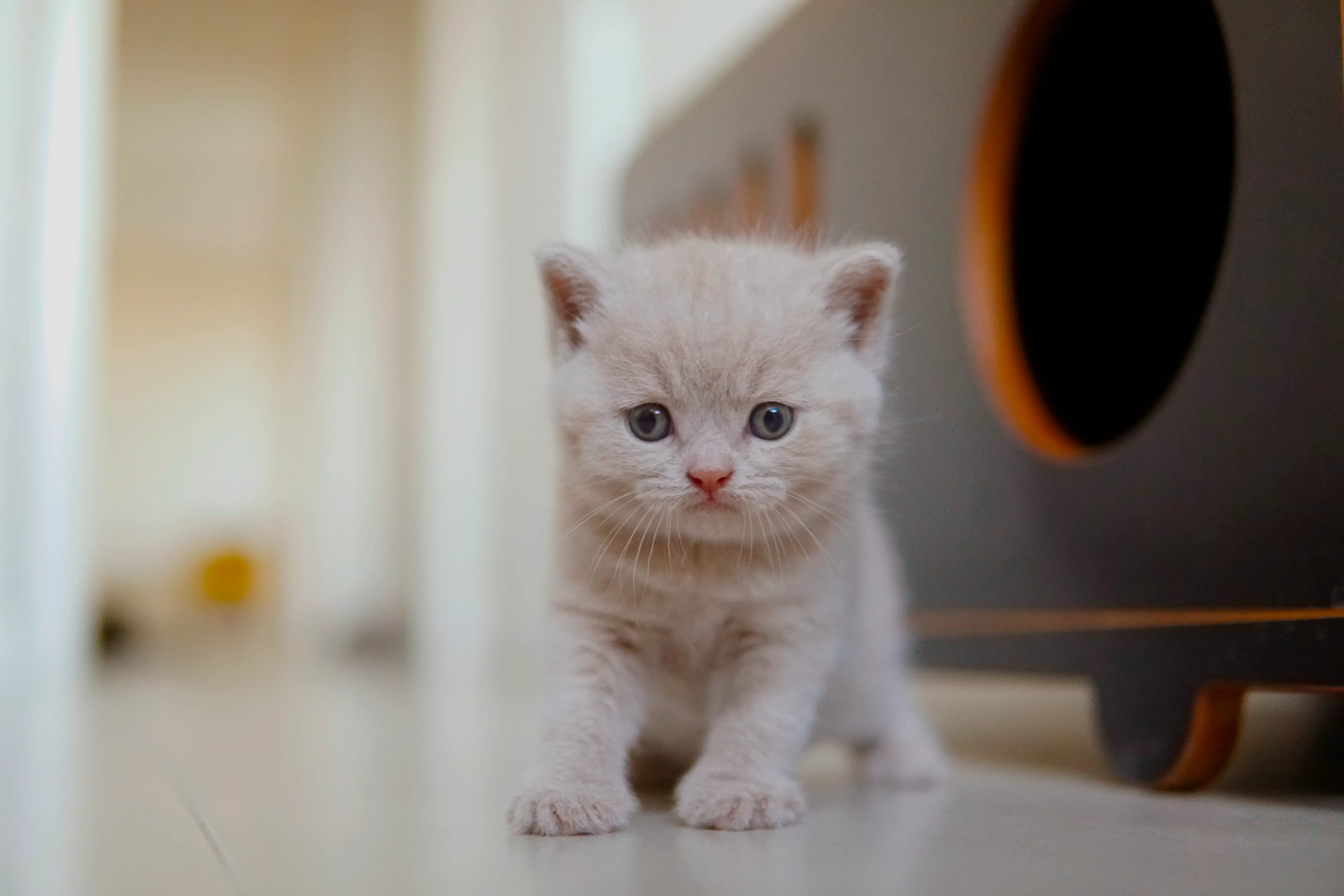 Filhote mostrando todo seu charme