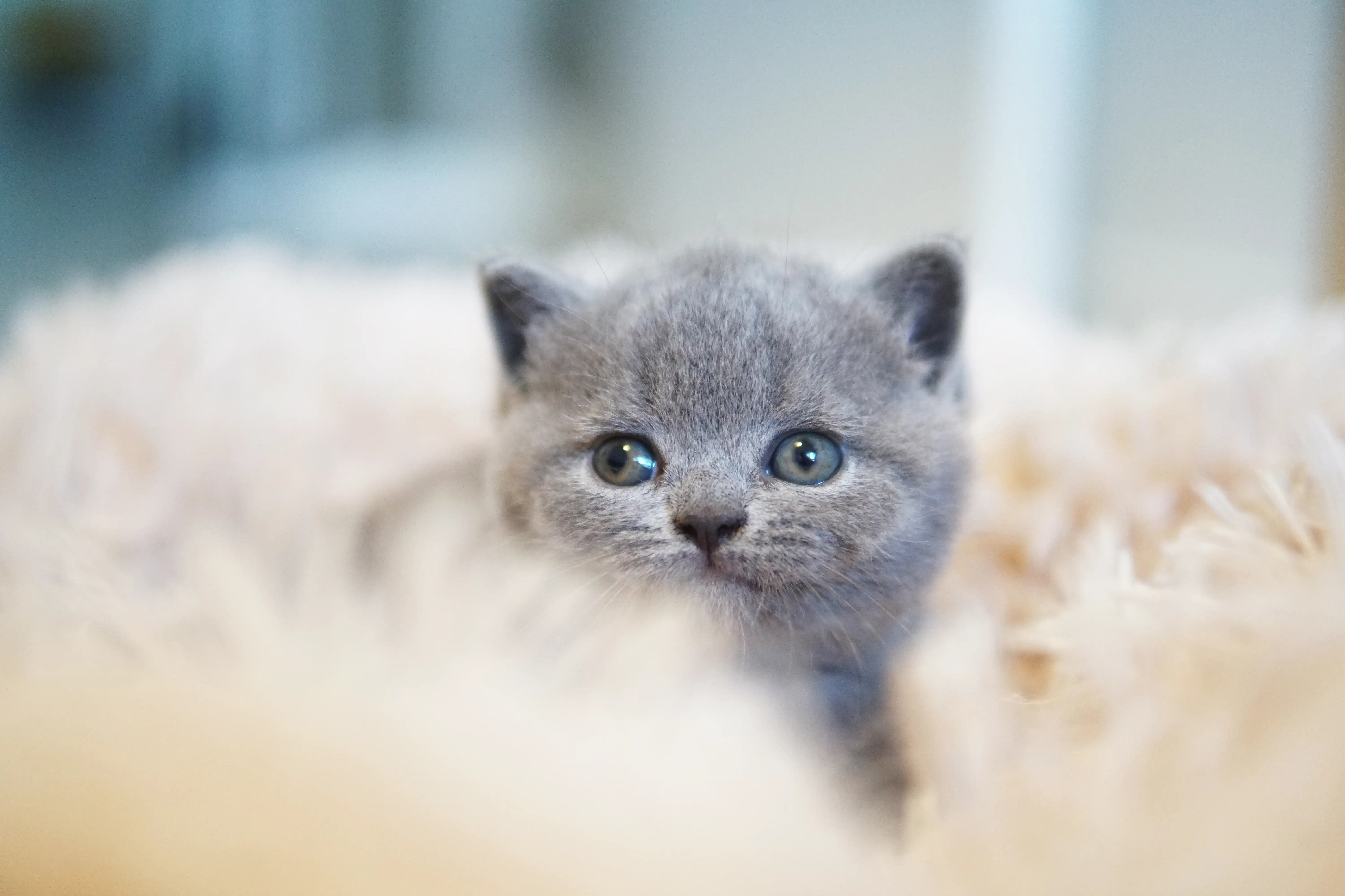 Filhote encantador descansando