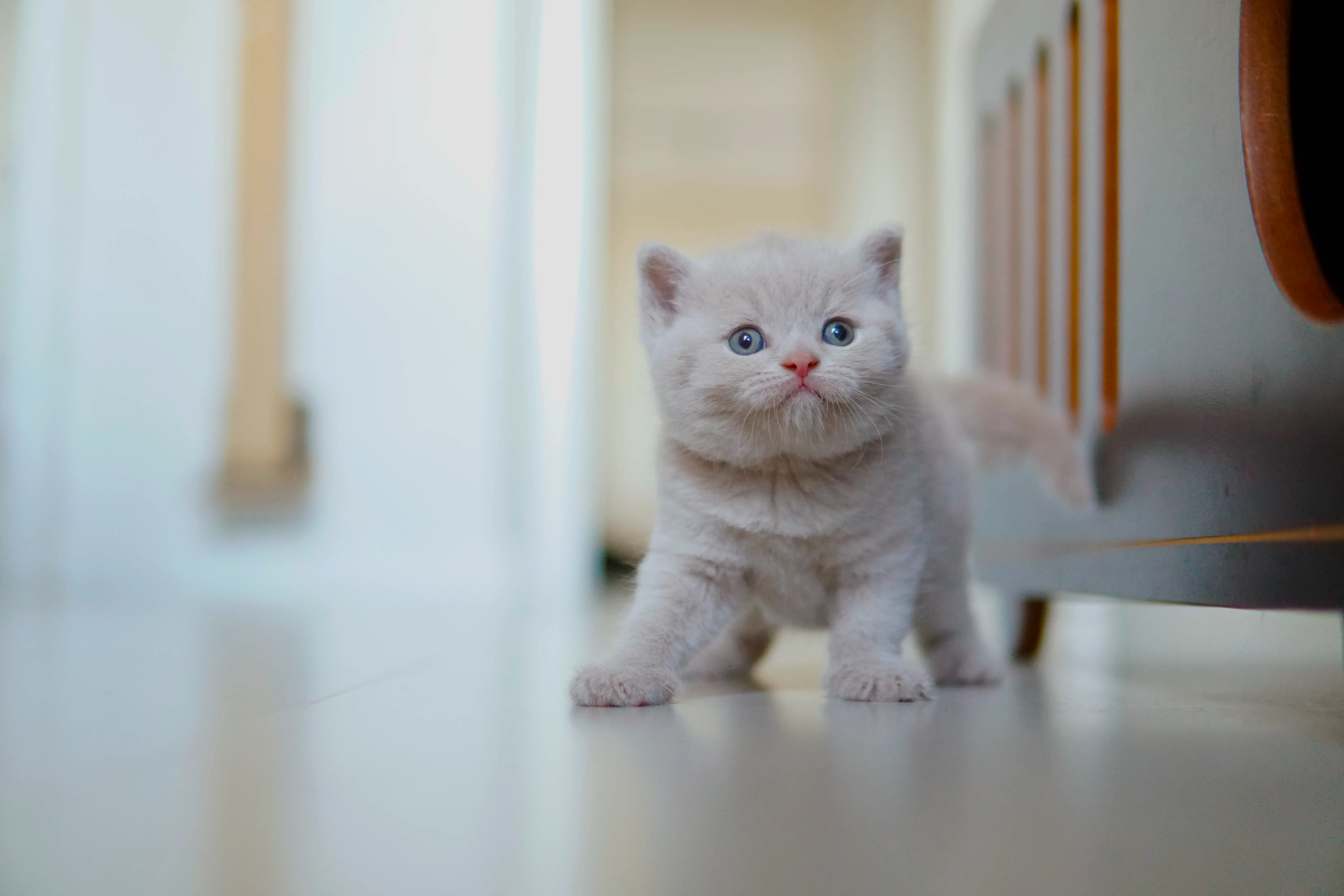 Filhote deitado, relaxado