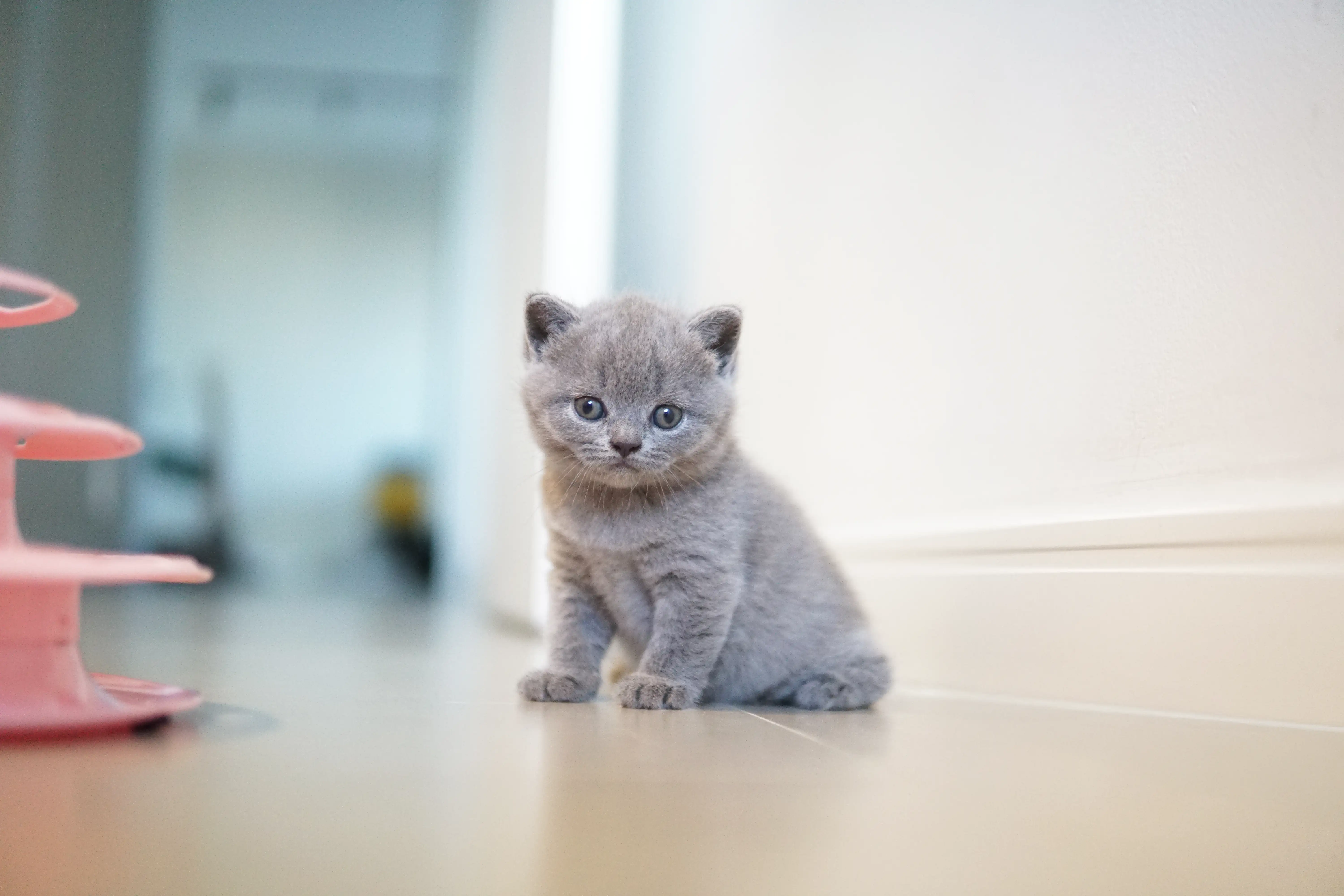 Filhote de olho no brinquedo