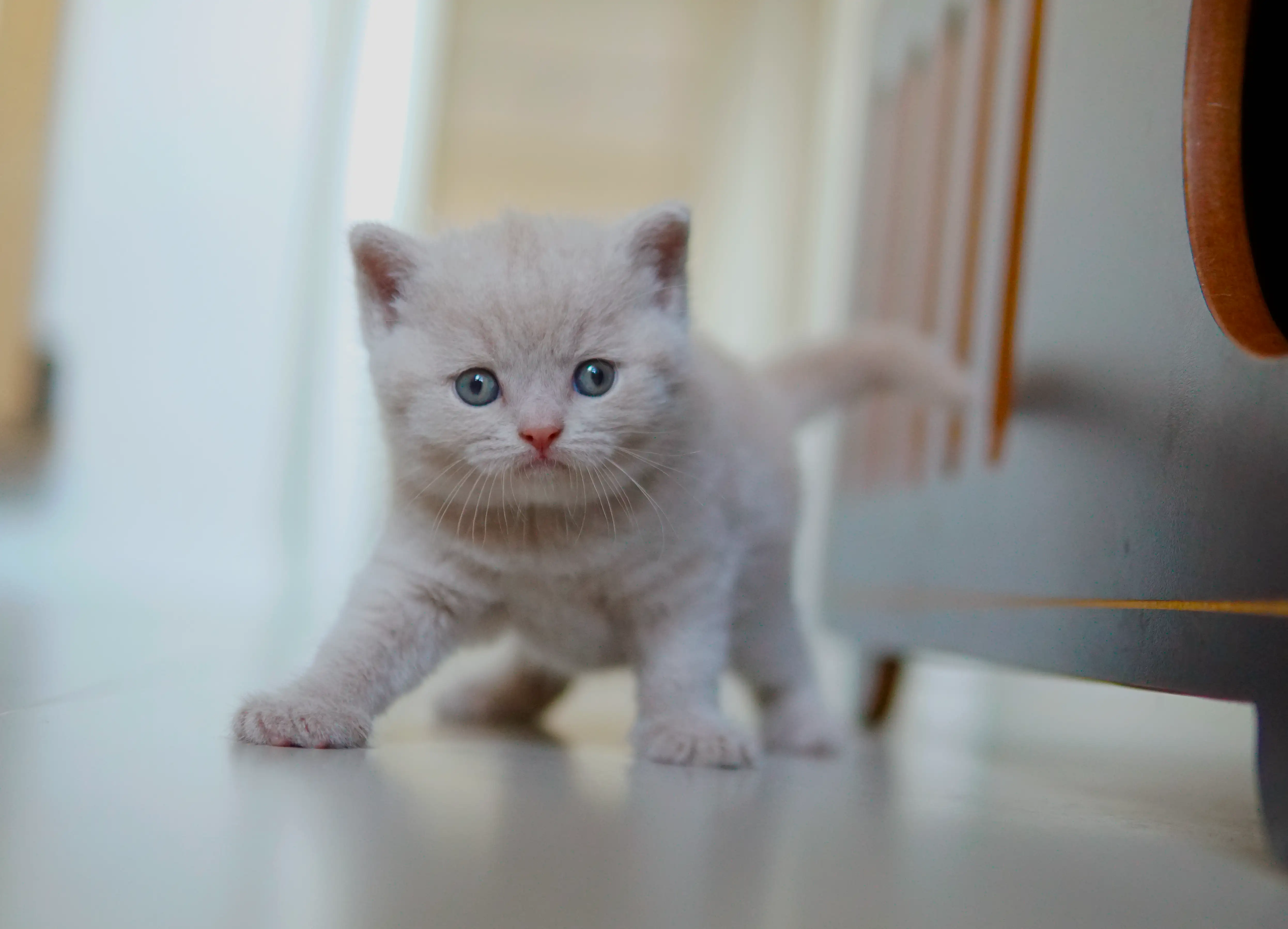 Filhote demonstrando quem manda