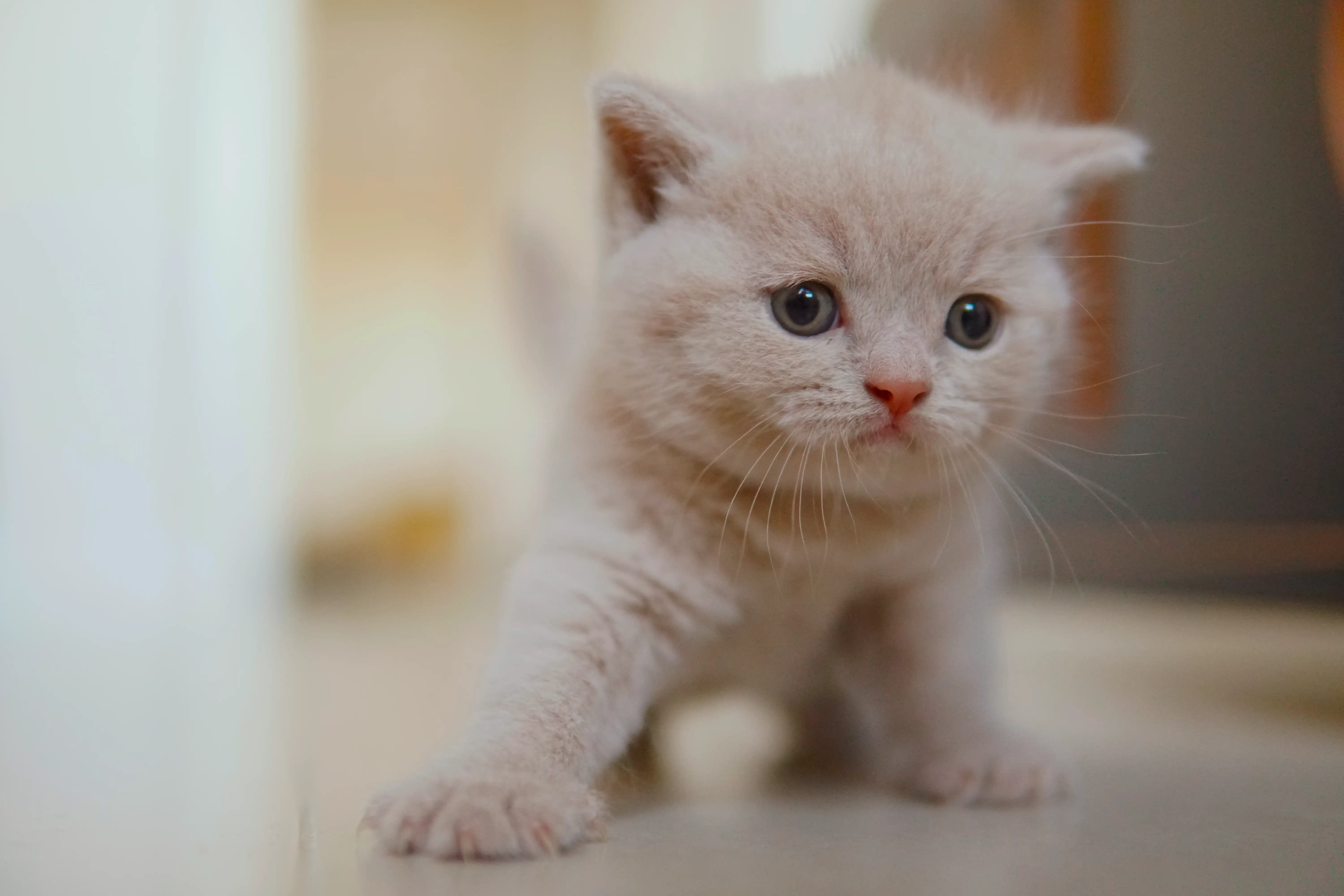 Filhote descansando após brincar