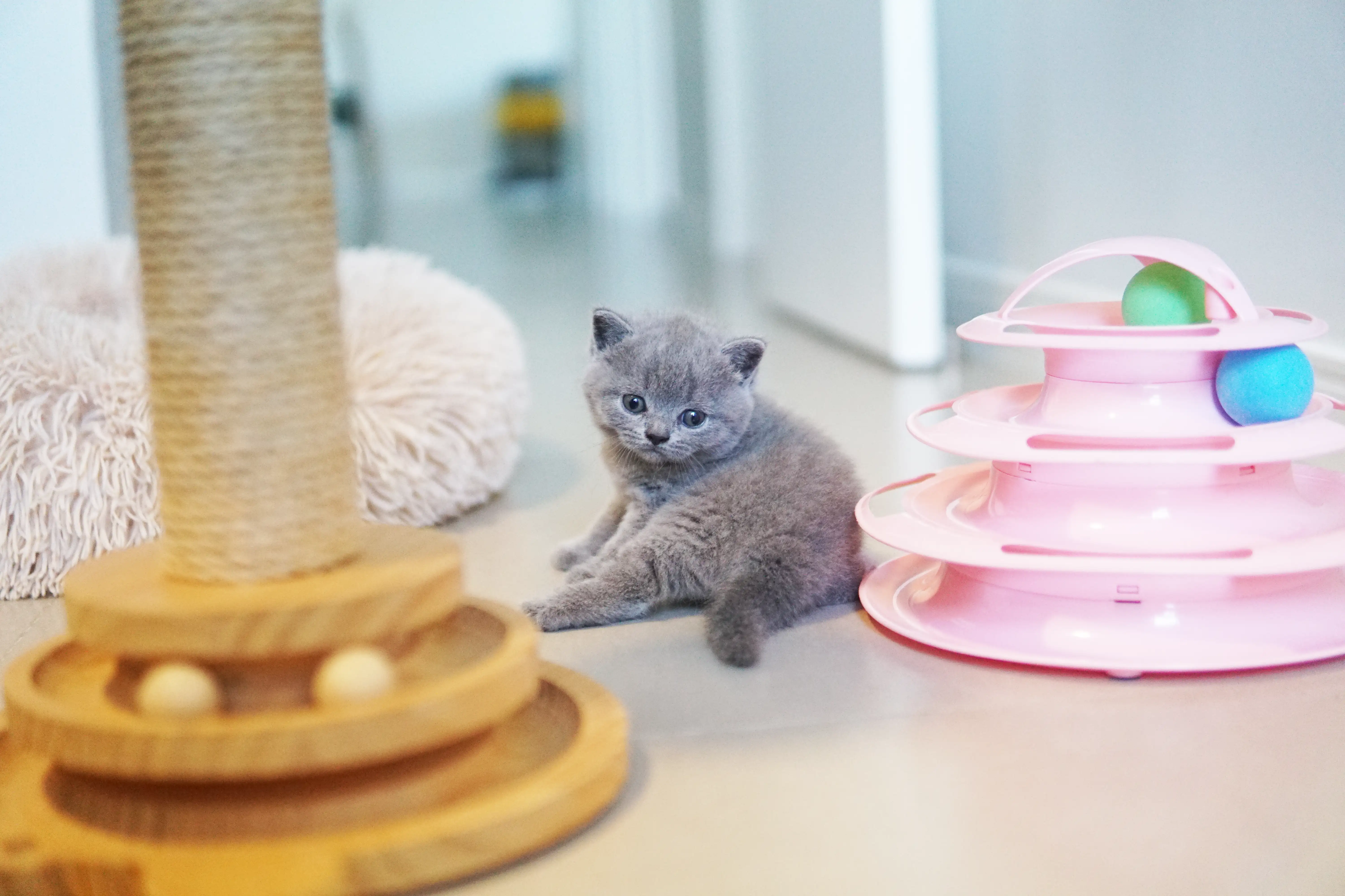 Filhote no meio dos brinquedos