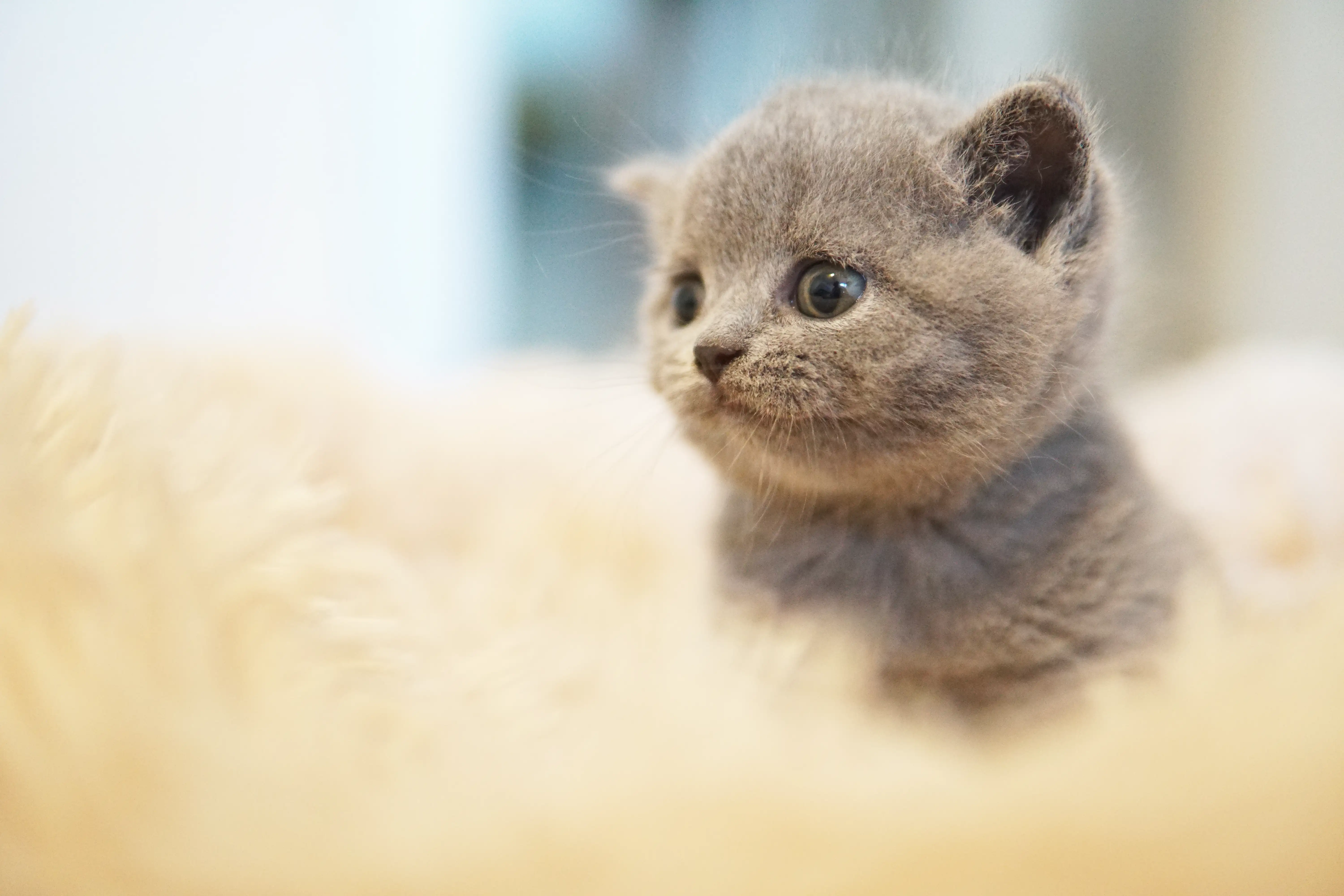 Filhote tirando um cochilo merecido