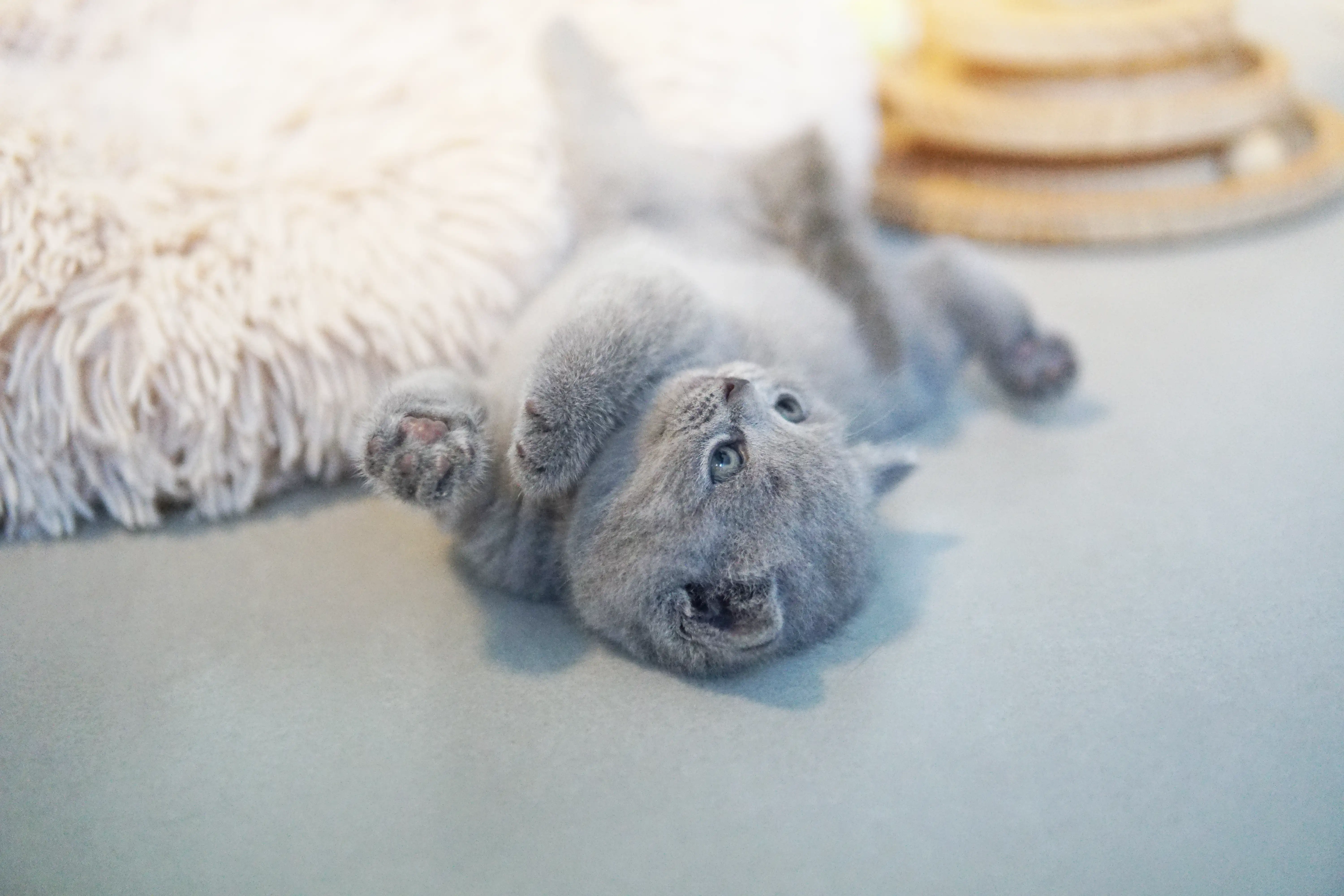 Filhote mostrando seu charme irresistível