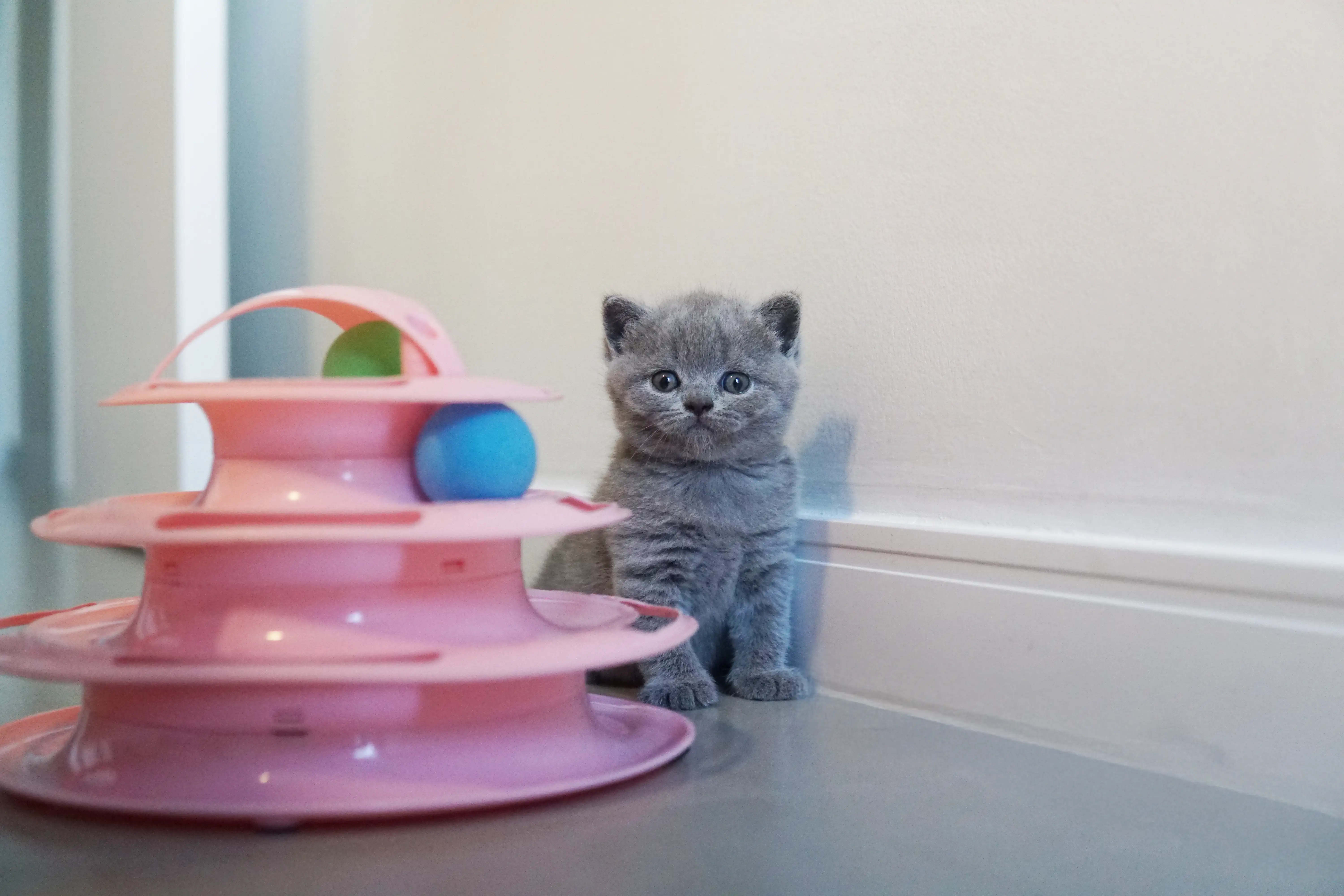 Filhote olhando atentamente