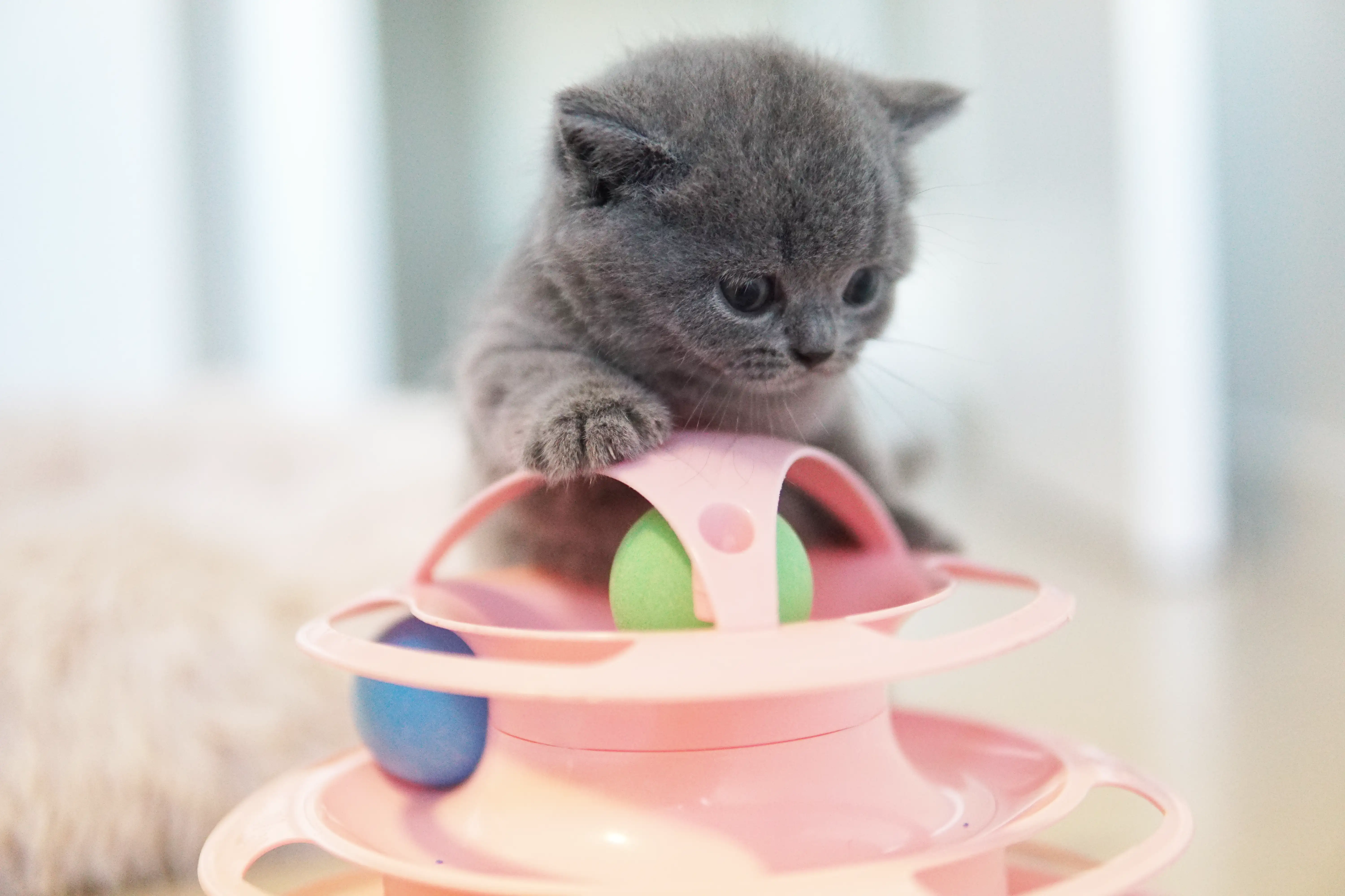 Filhote brincando com concentração