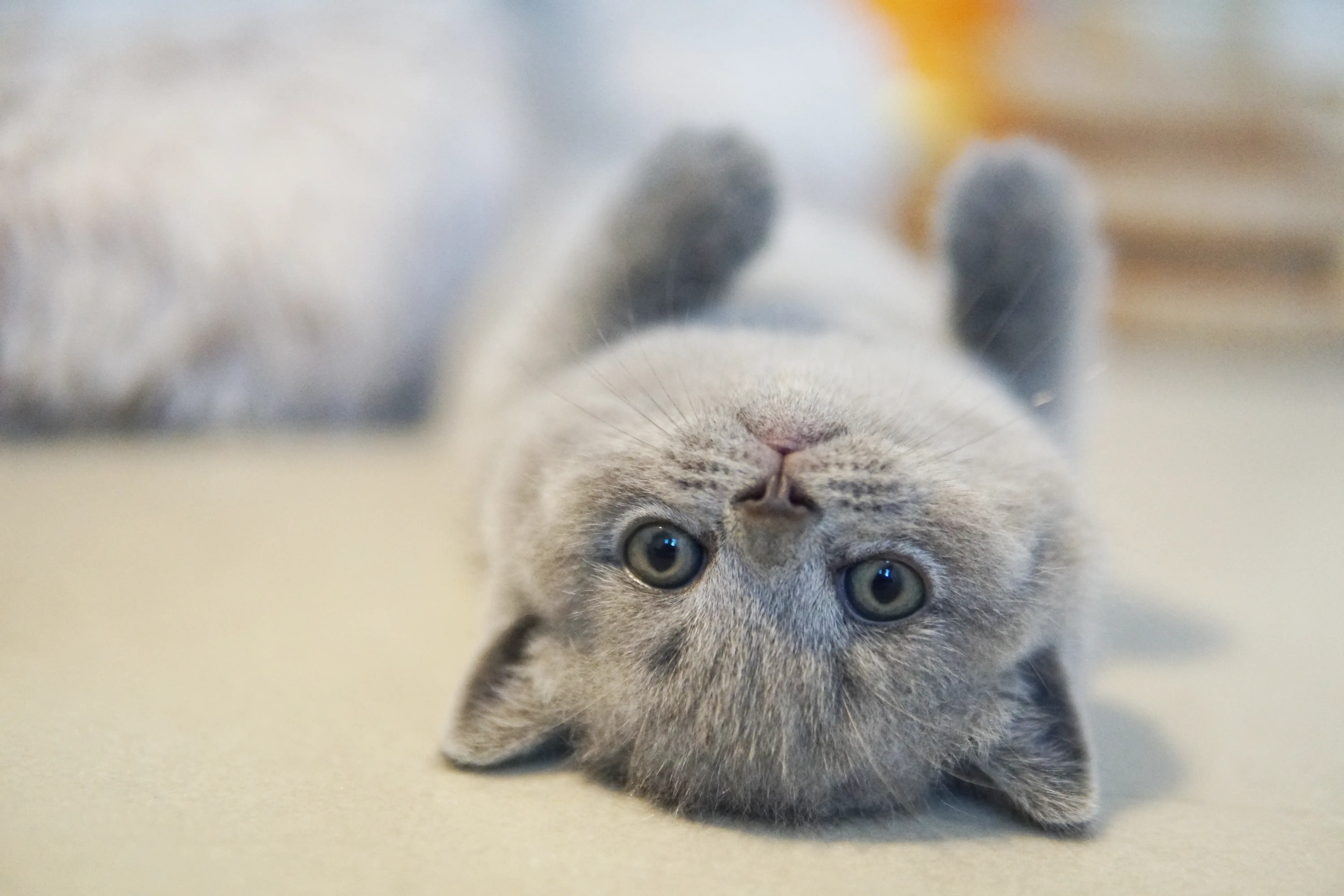 Filhote em exploração completa