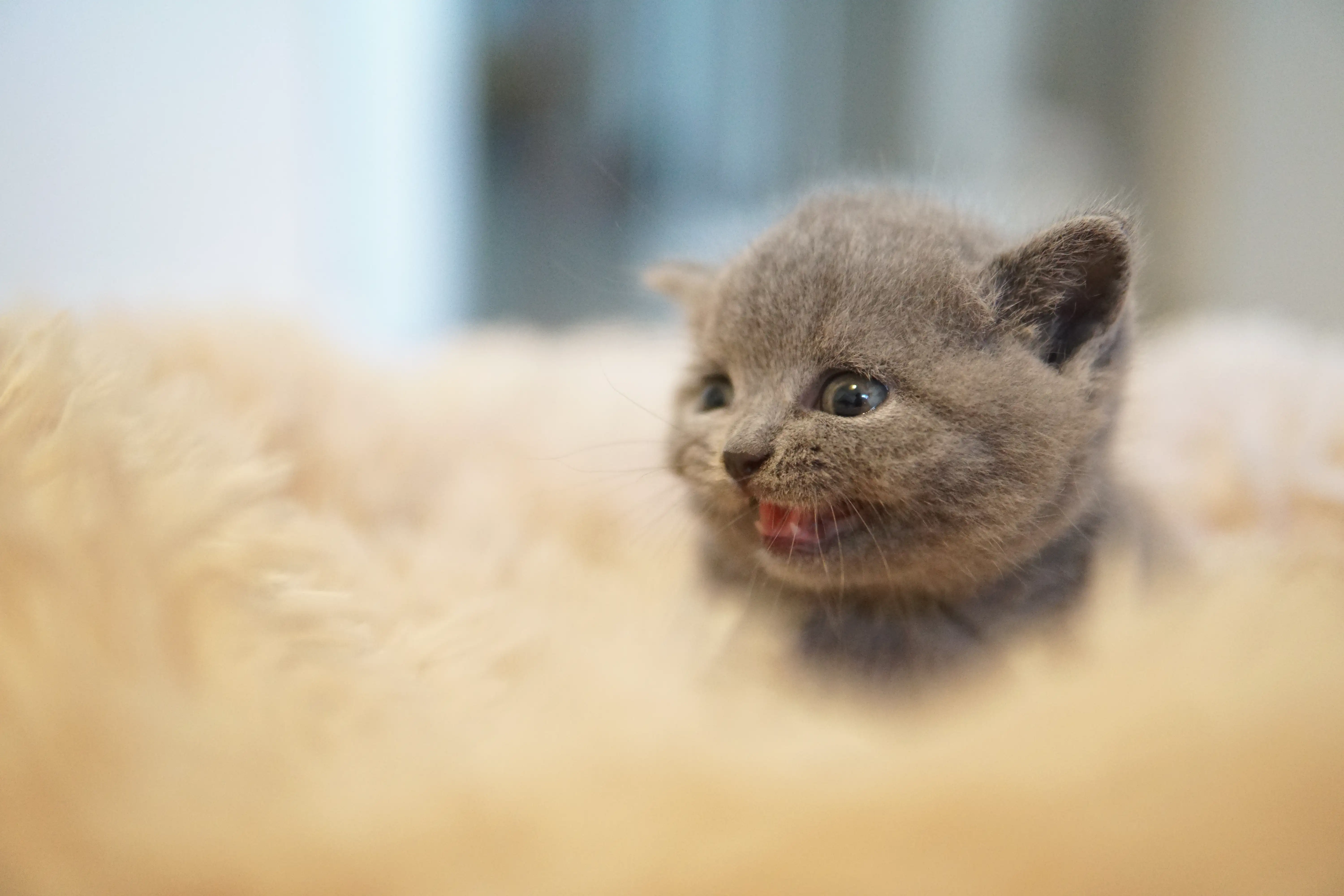 Filhote correndo cheio de energia