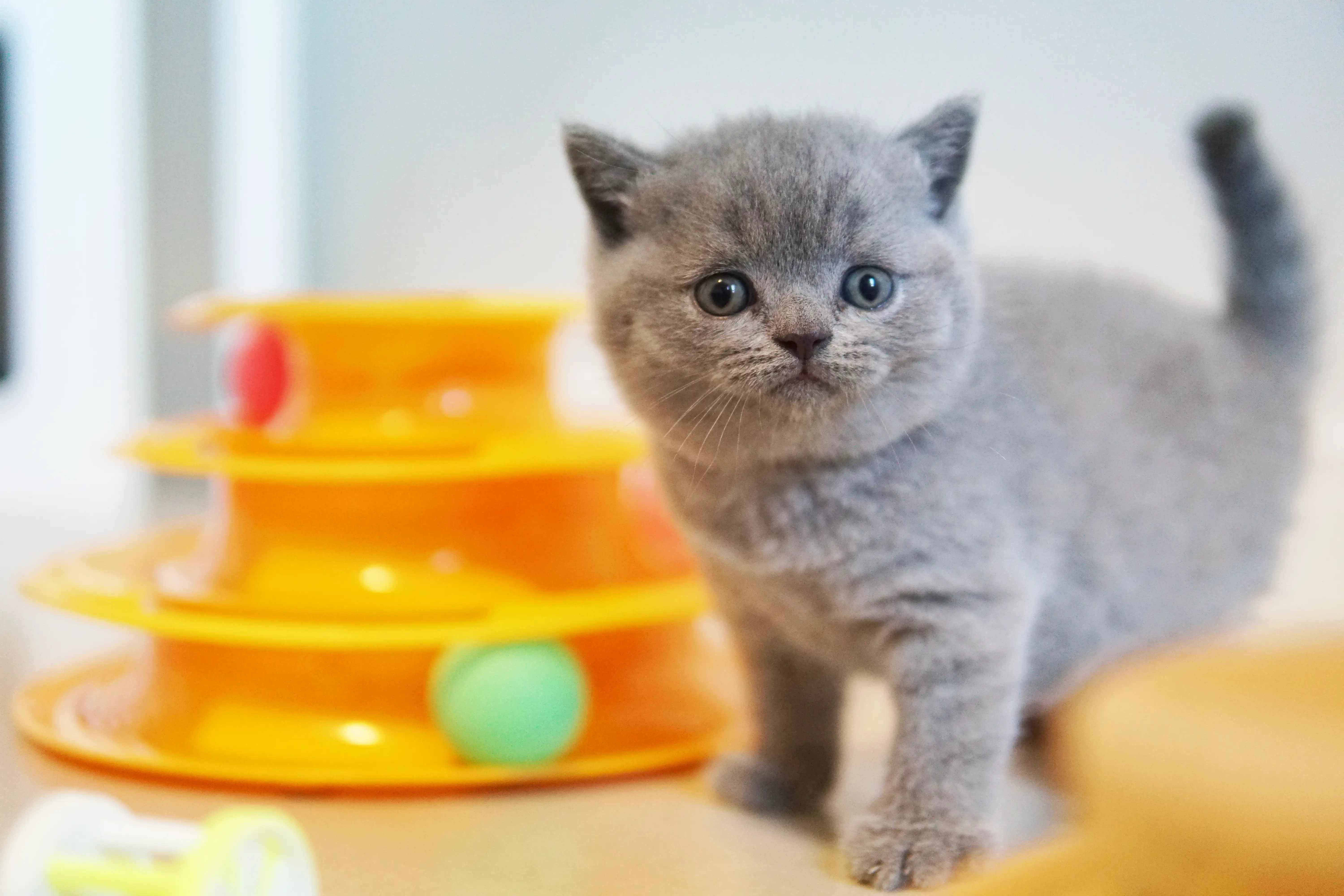 Filhote fazendo mais uma pose na caminha