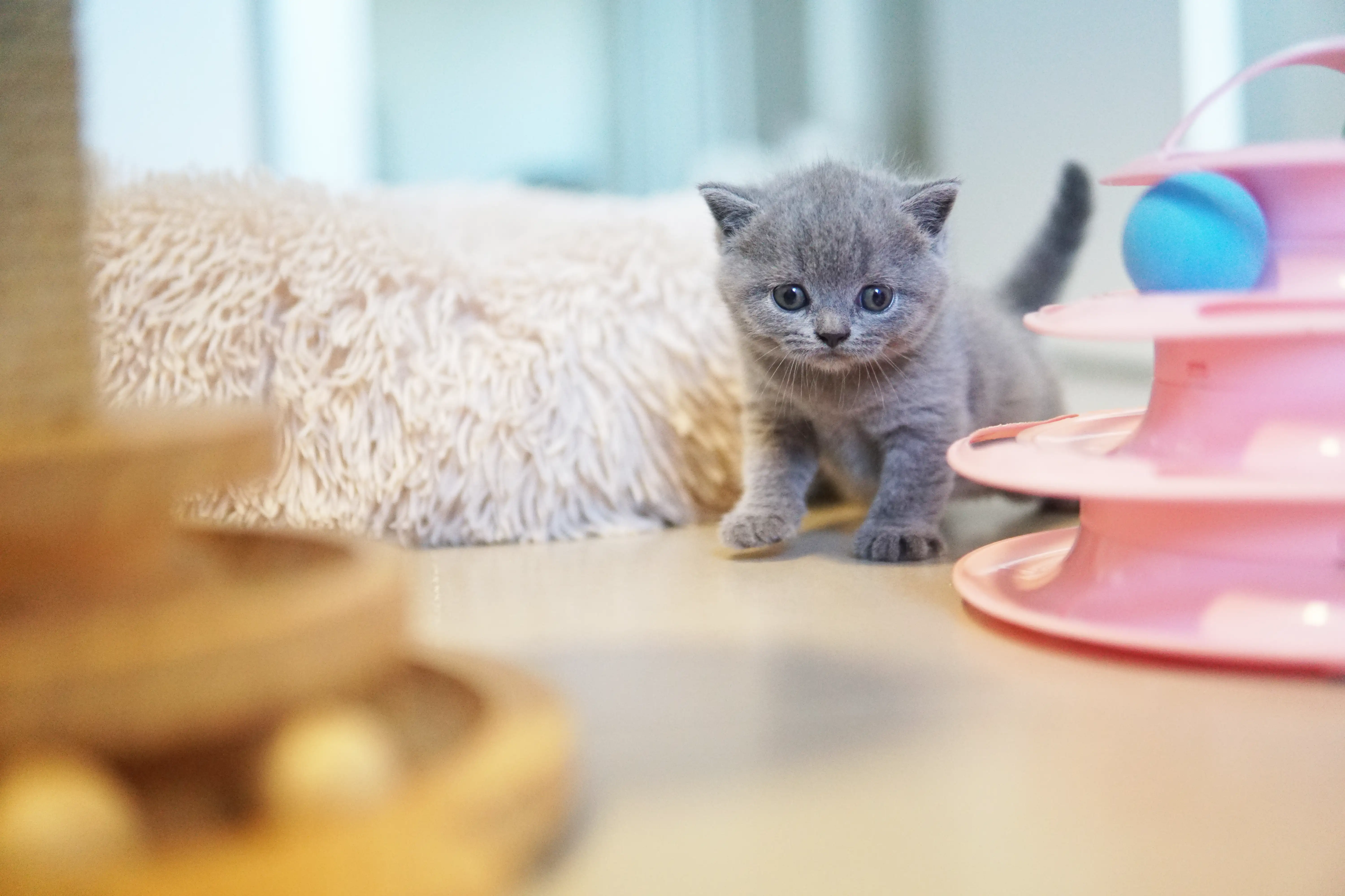 Filhote de olho nos brinquedos